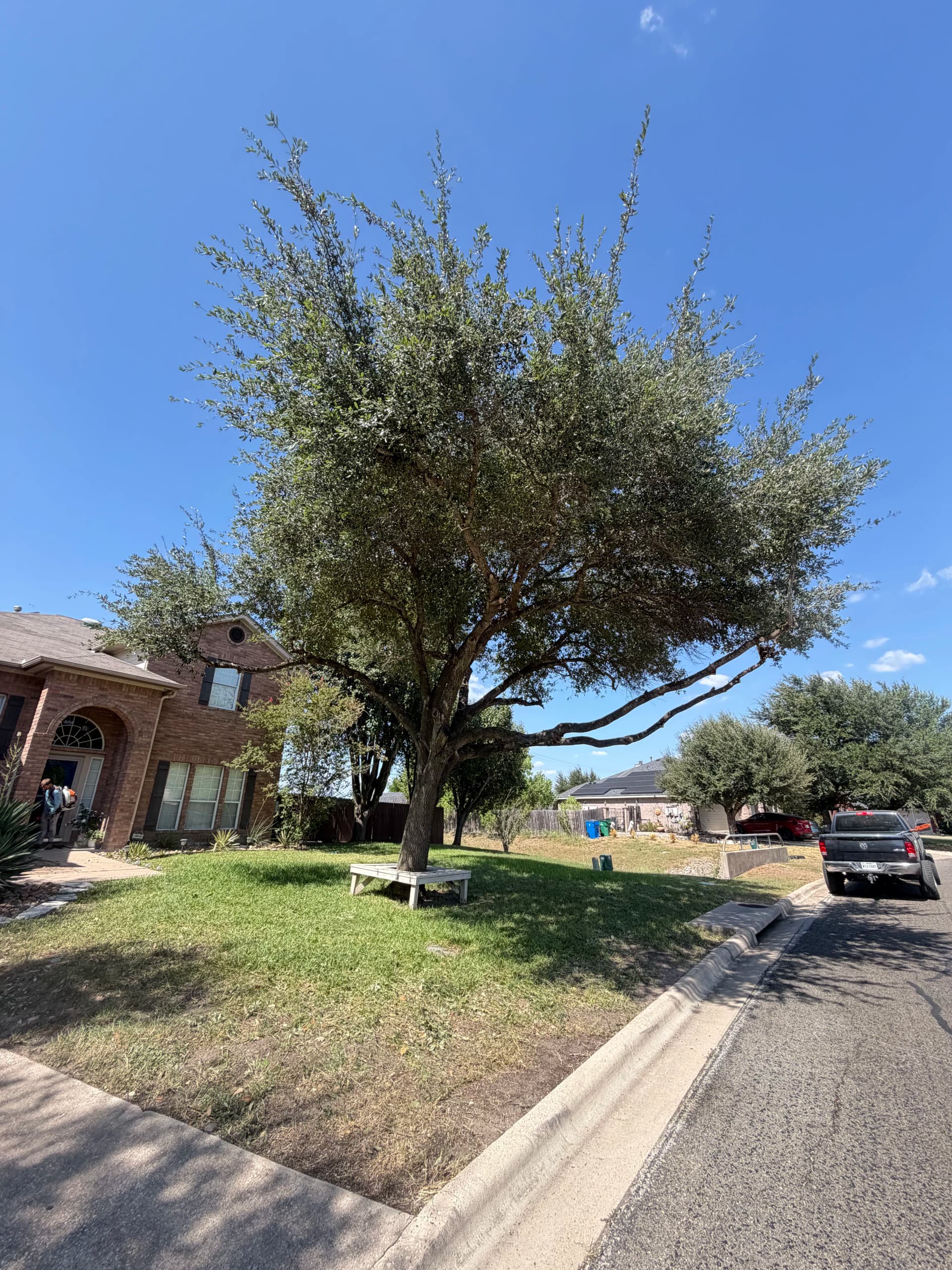 Gallery photos for Two Oak Trees Trimmed and Cleaned Up Right: Image #1