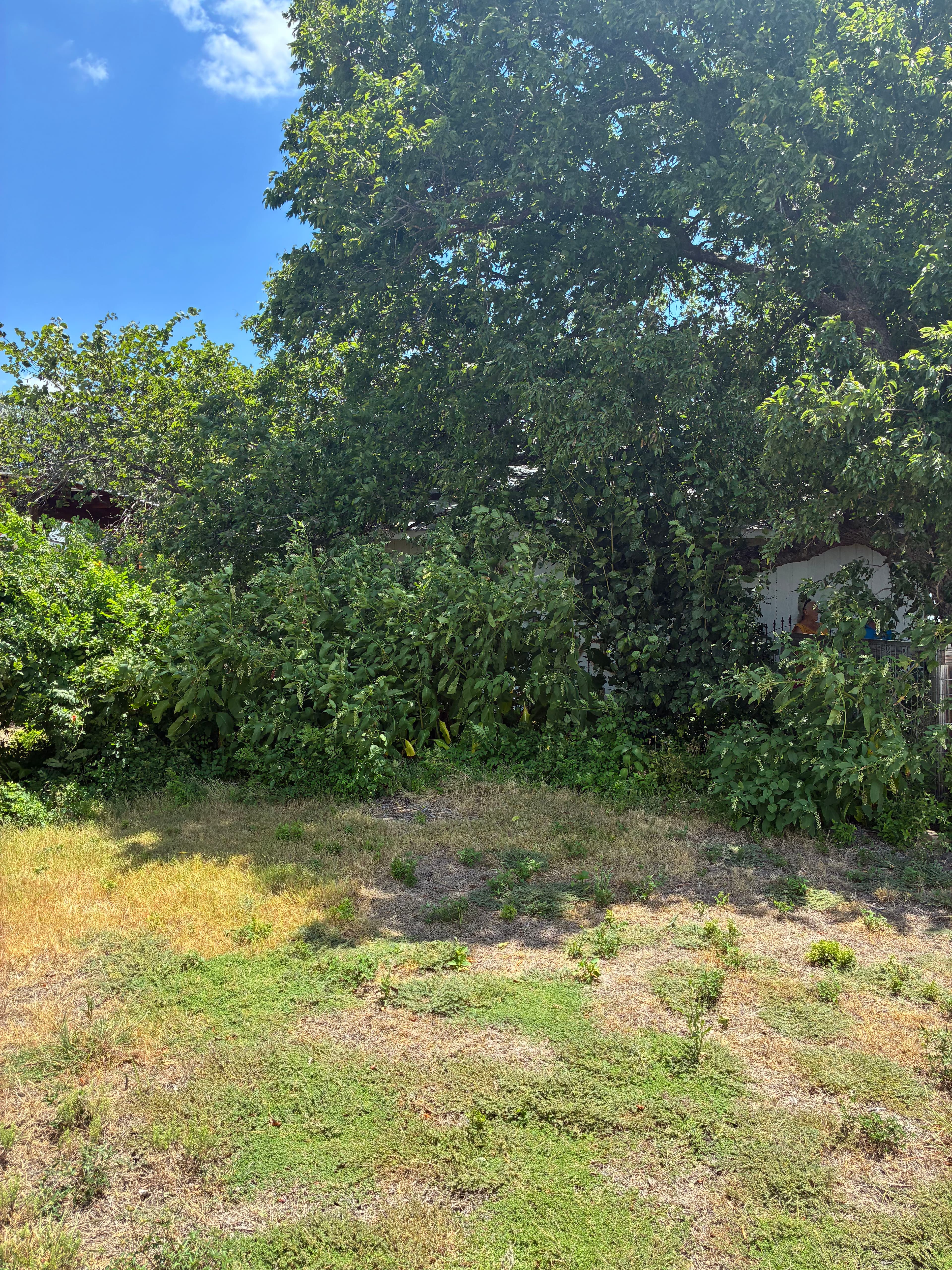 Project Brush Cleanup and Tree Trimming That Actually Makes a Difference image