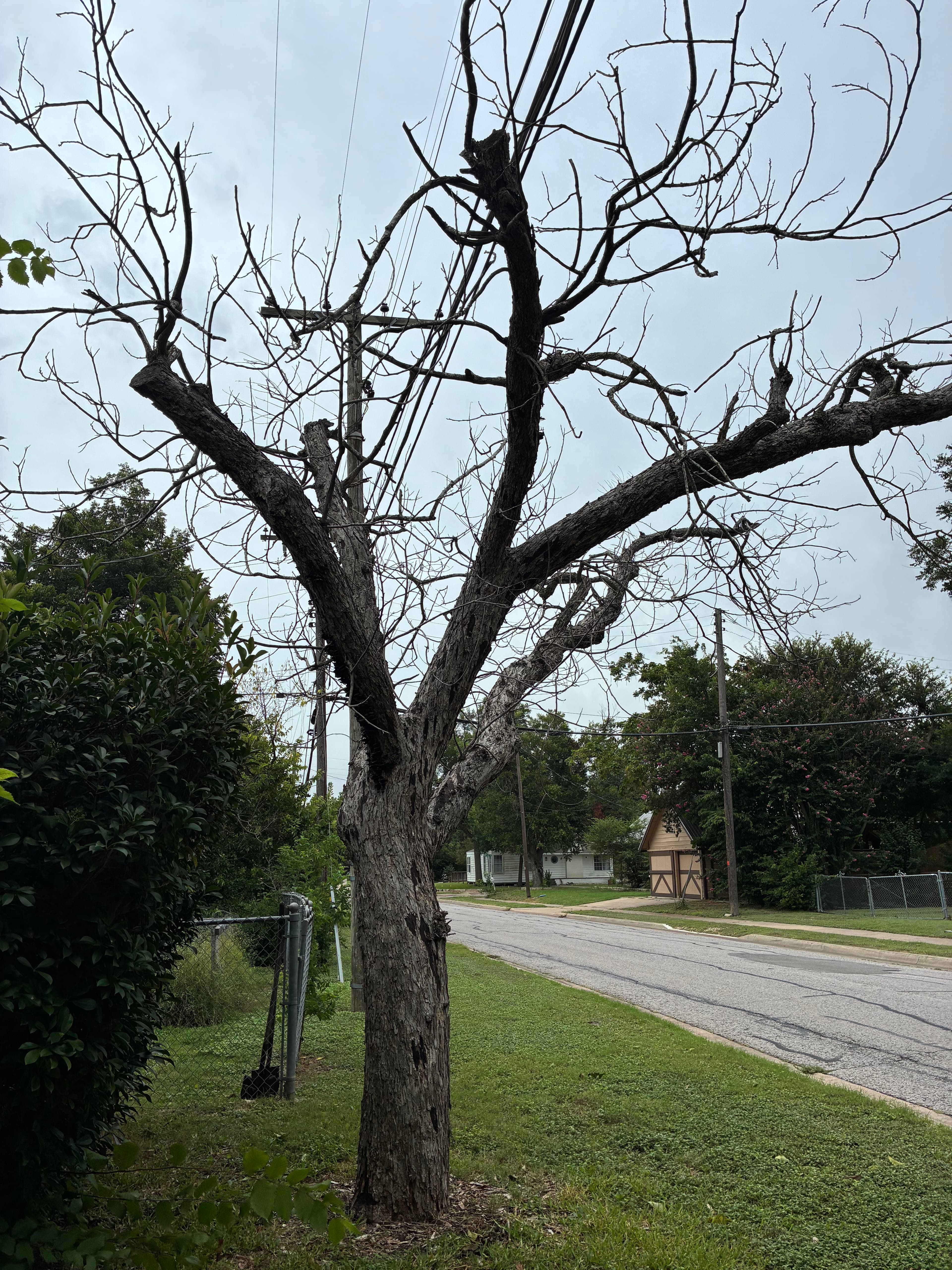 Project Tree Removal and Pecan Tree Cleanup Done Right image