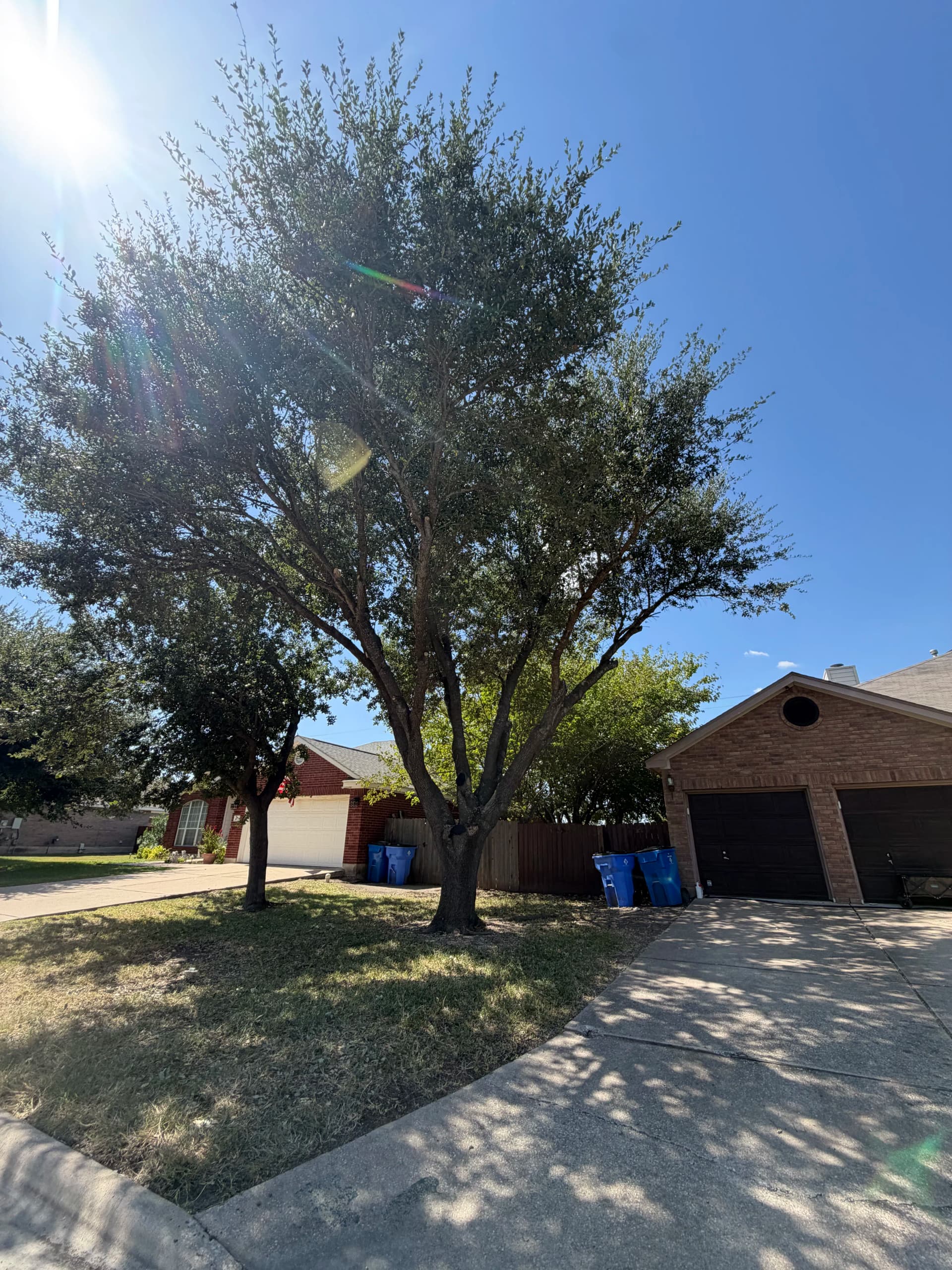 Gallery photos for Two Oak Trees Trimmed and Cleaned Up Right: Image #3
