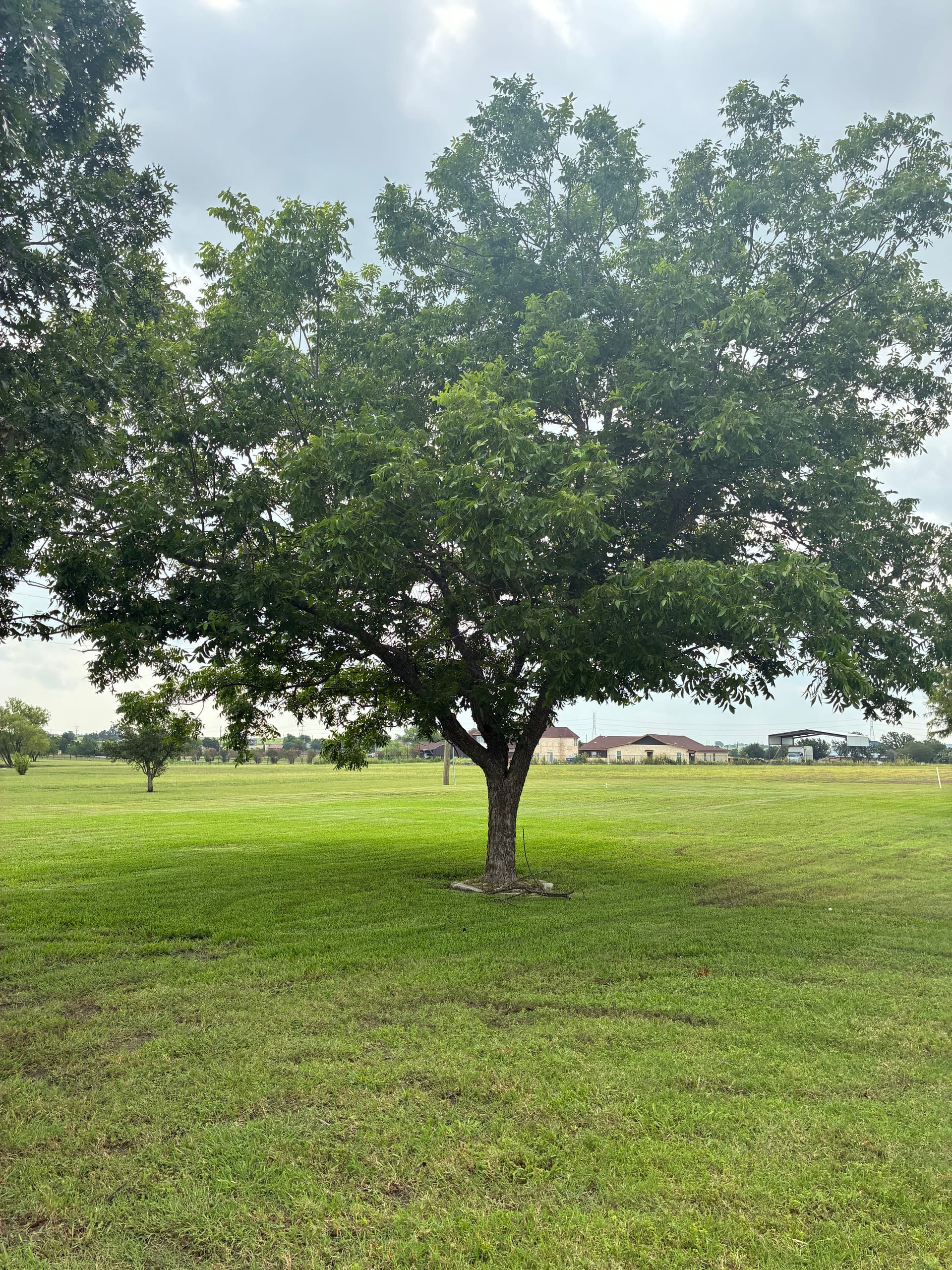 Tree Trimming and Canopy Lifting That Actually Makes a Difference