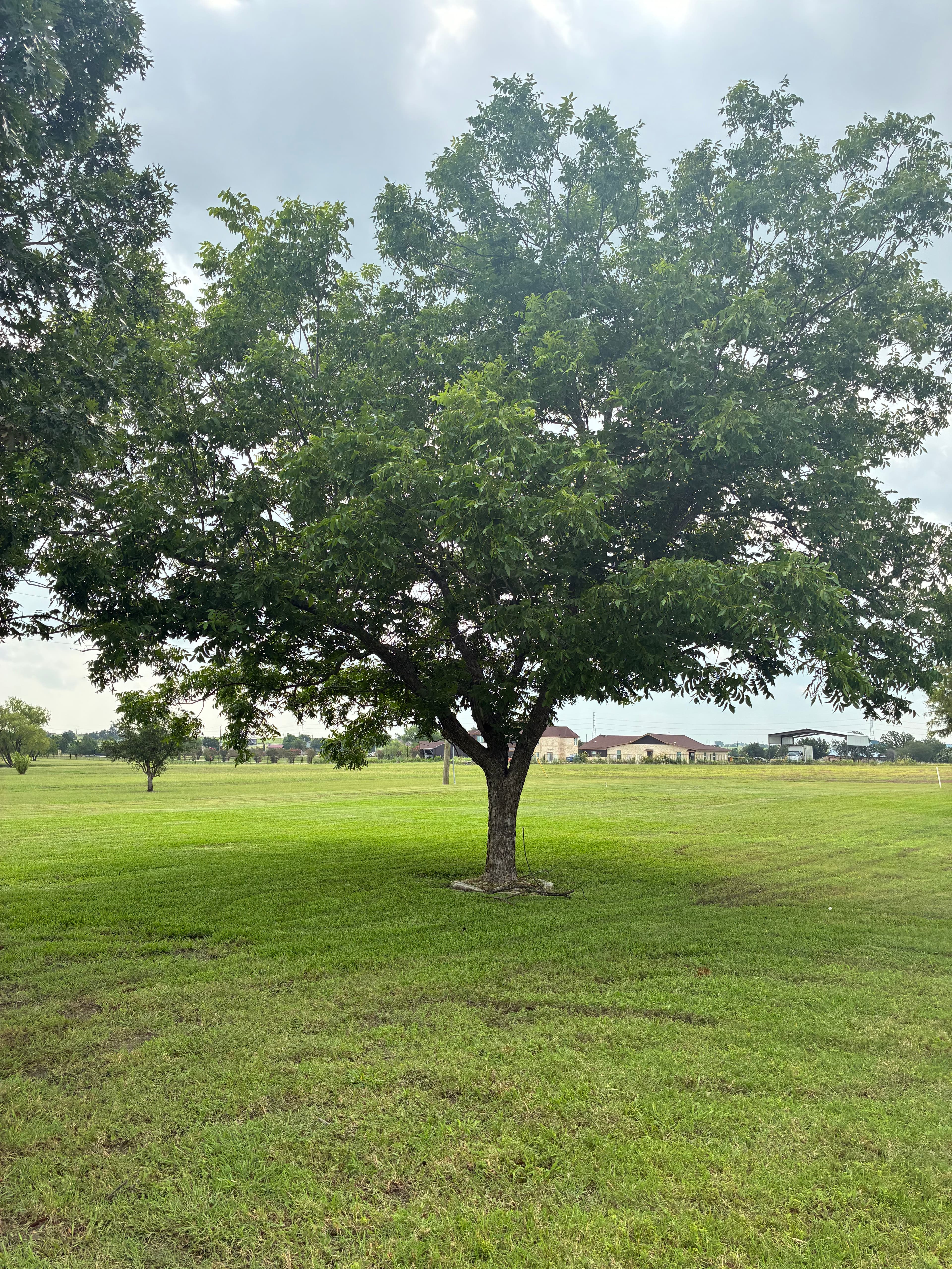 Project Tree Trimming and Canopy Lifting That Actually Makes a Difference image