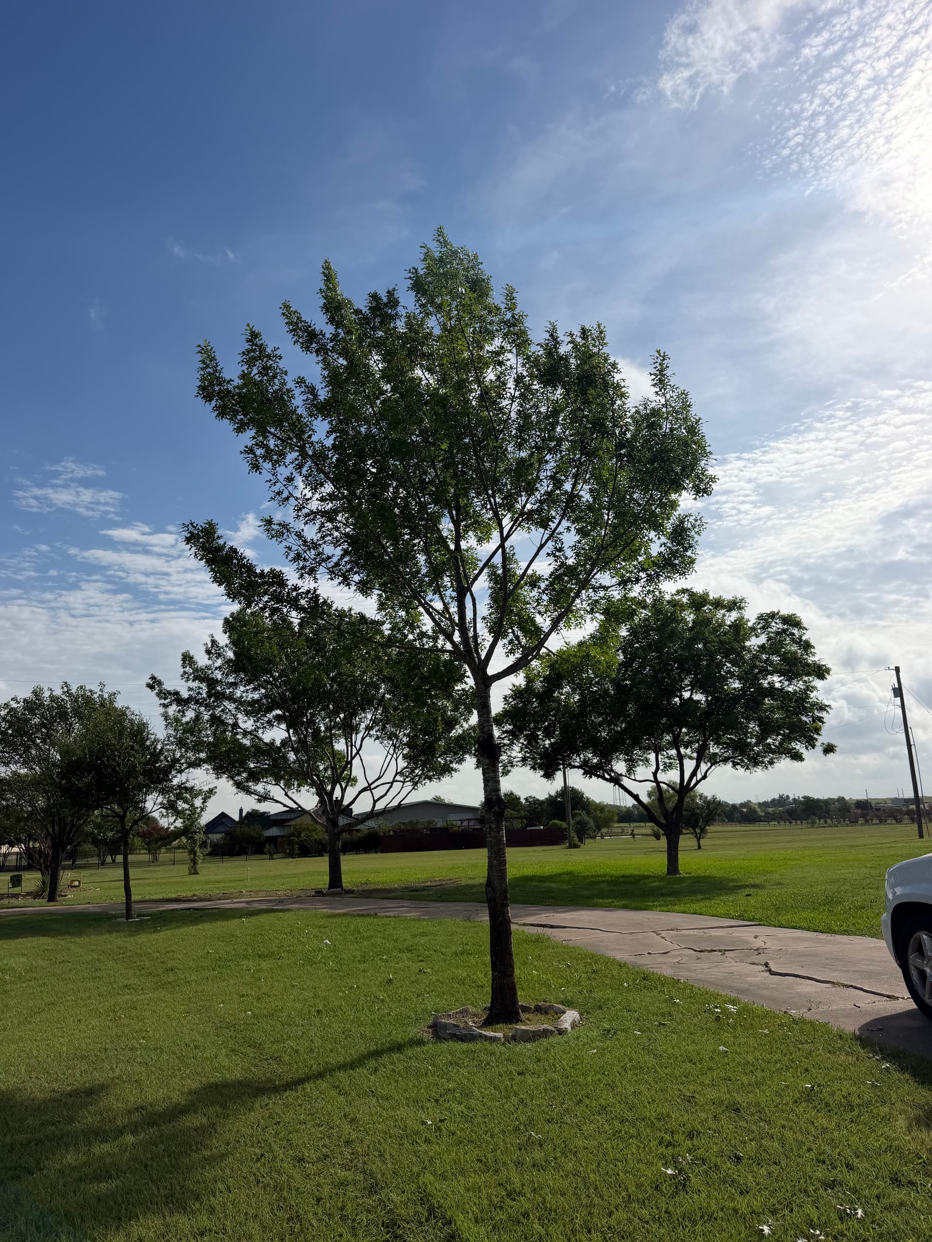 Gallery photos for 40-Tree Trimming Job in Pflugerville Done Right: Image #3