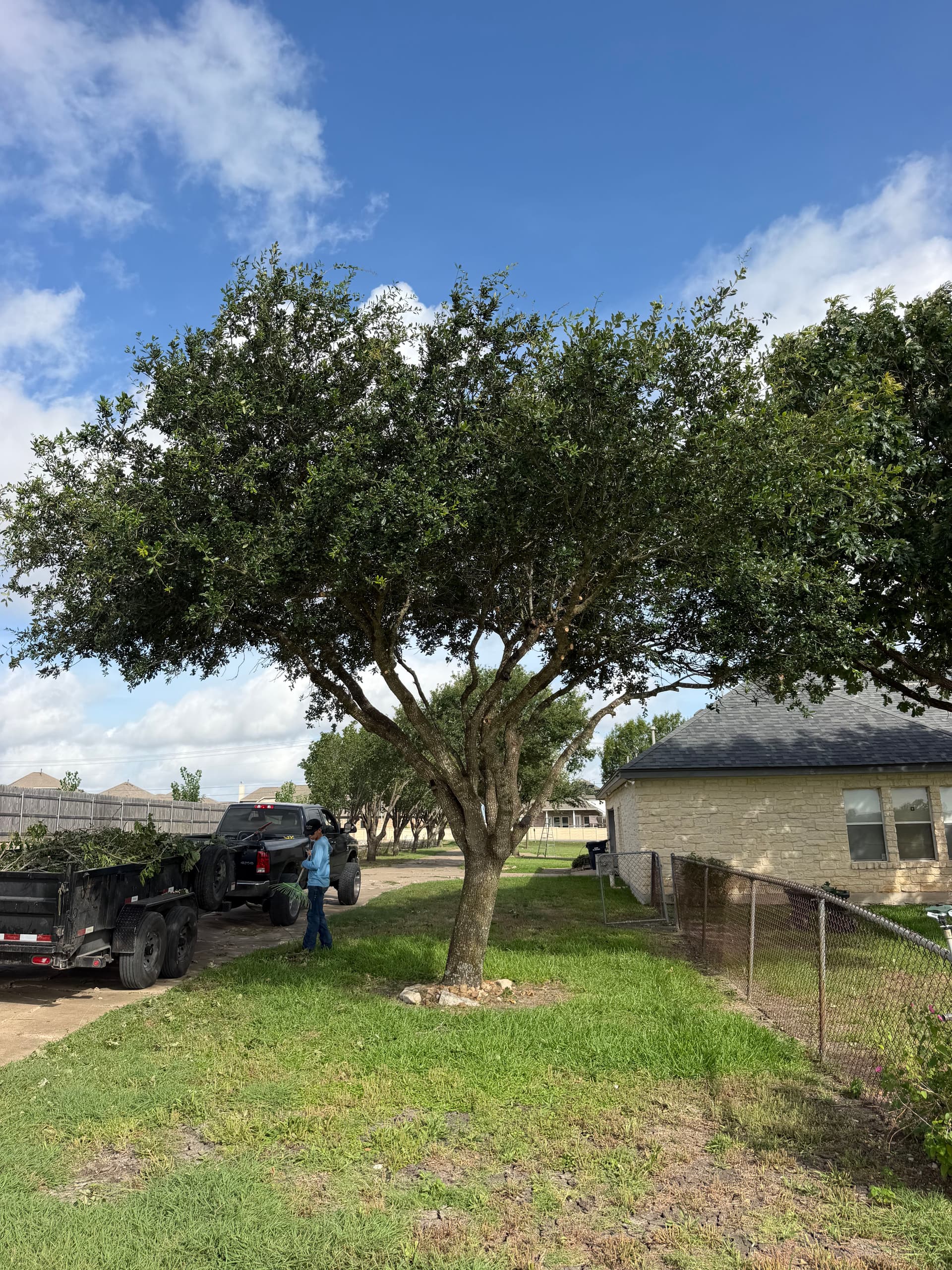 Gallery photos for 40-Tree Trimming Job in Pflugerville Done Right: Image #1