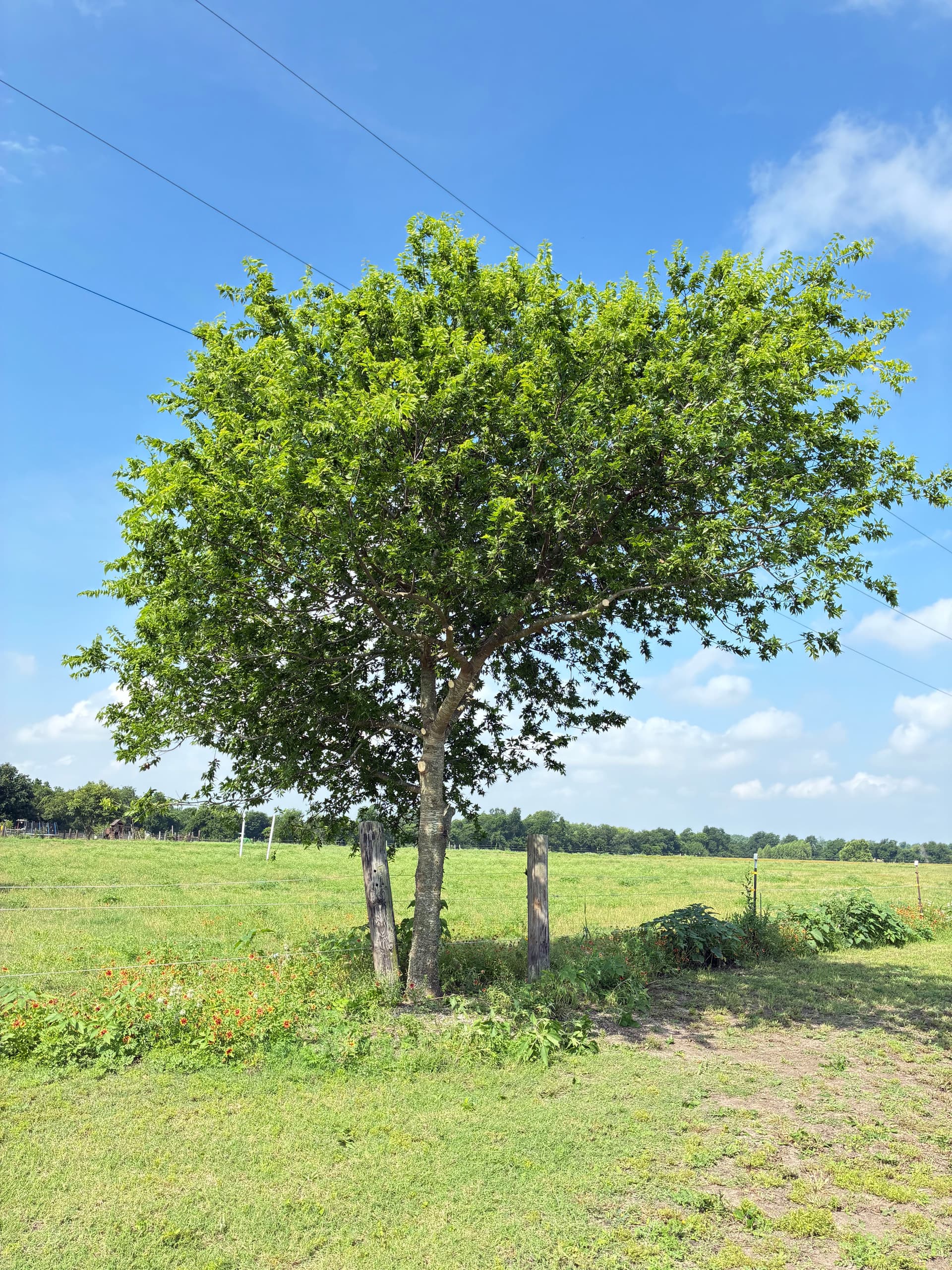 Gallery photos for Tree Trimming, Weed Removal, and Fresh Mulch Beds Done Right: Image #4