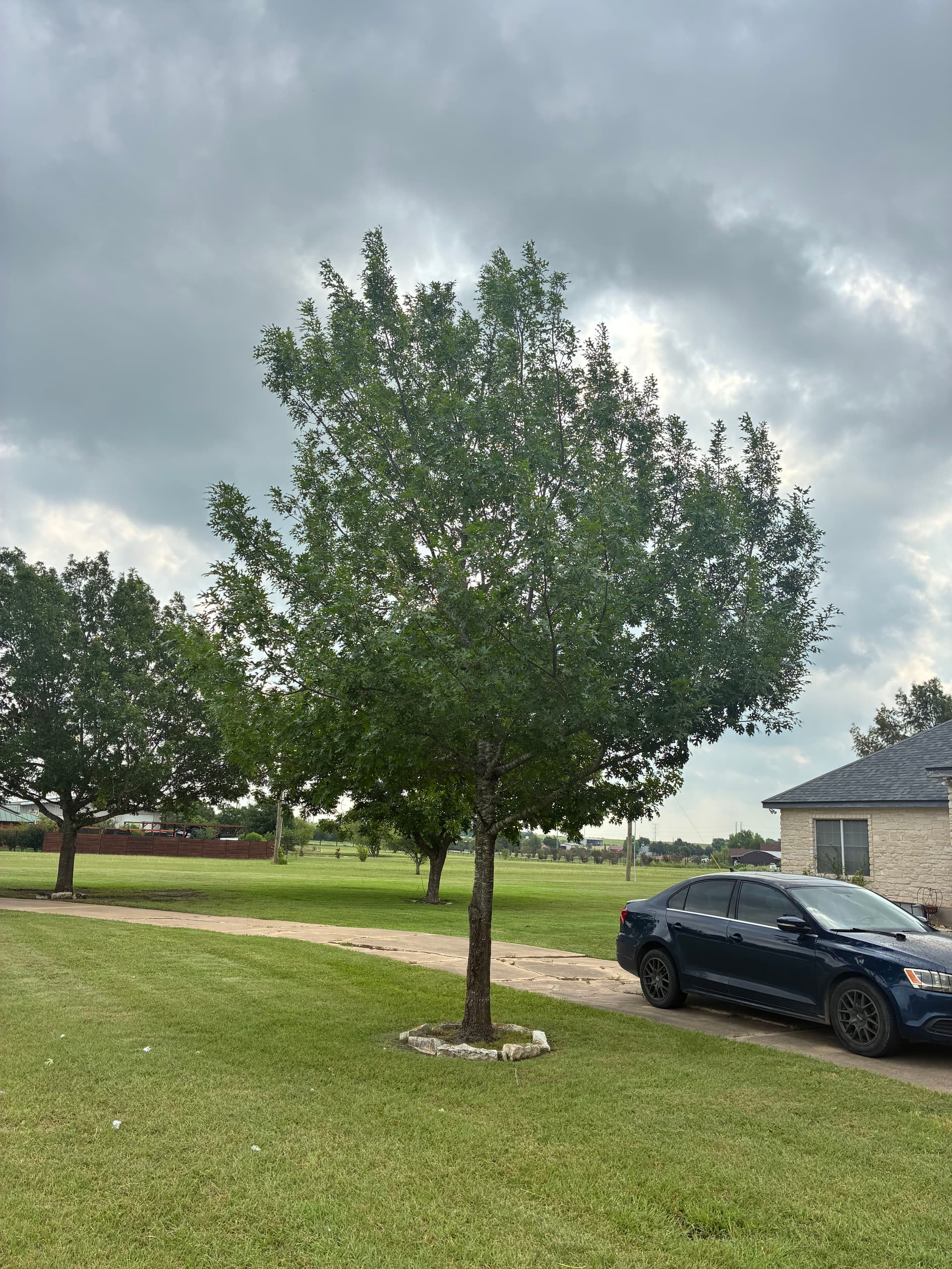 Gallery photos for 40-Tree Trimming Job in Pflugerville Done Right: Image #2