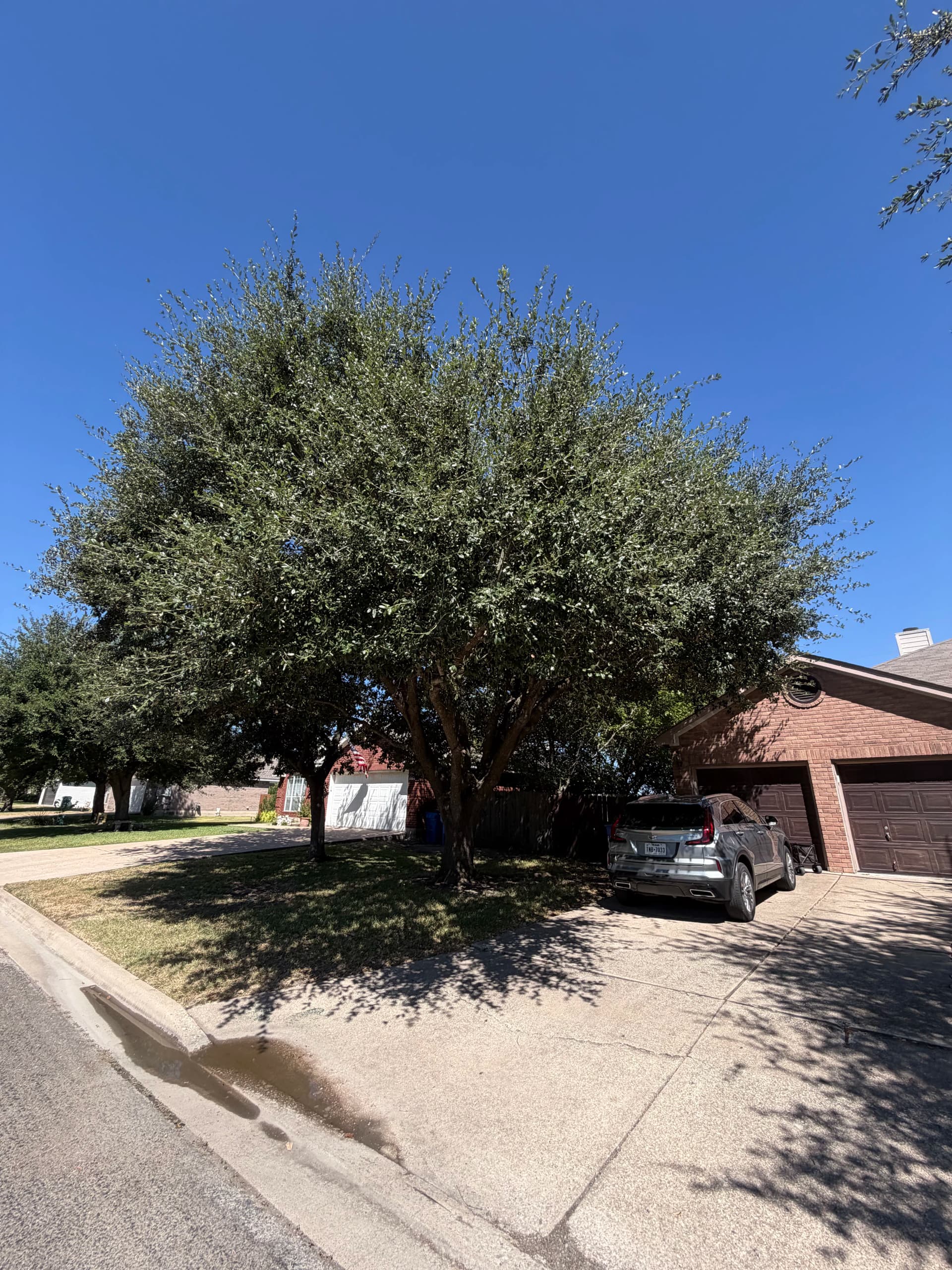 Gallery photos for Two Oak Trees Trimmed and Cleaned Up Right: Image #2