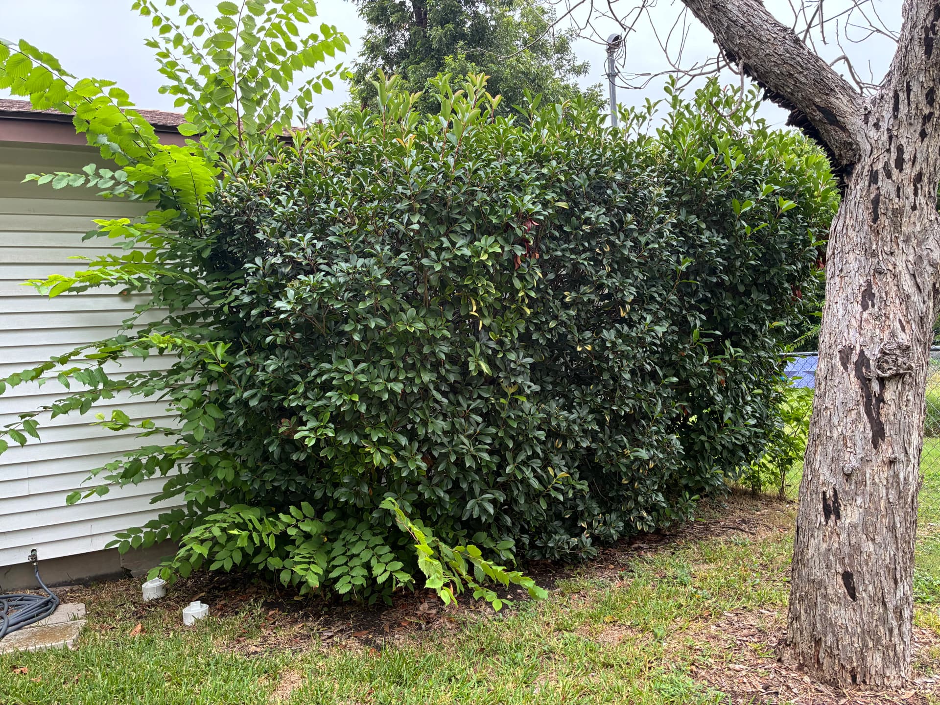 Overgrown Shrubs Cut Back to Clean and Sharp image