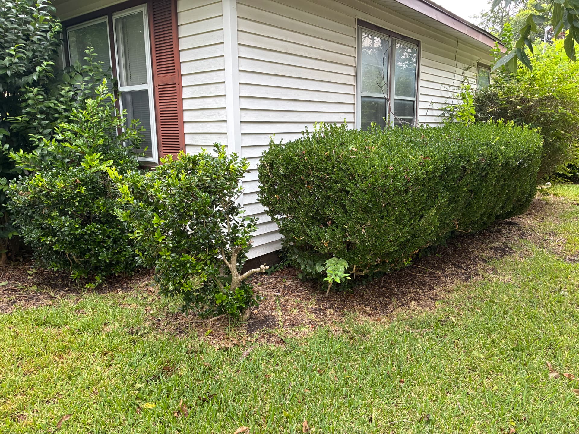 Gallery photos for Overgrown Shrubs Cut Back to Clean and Sharp: Image #4