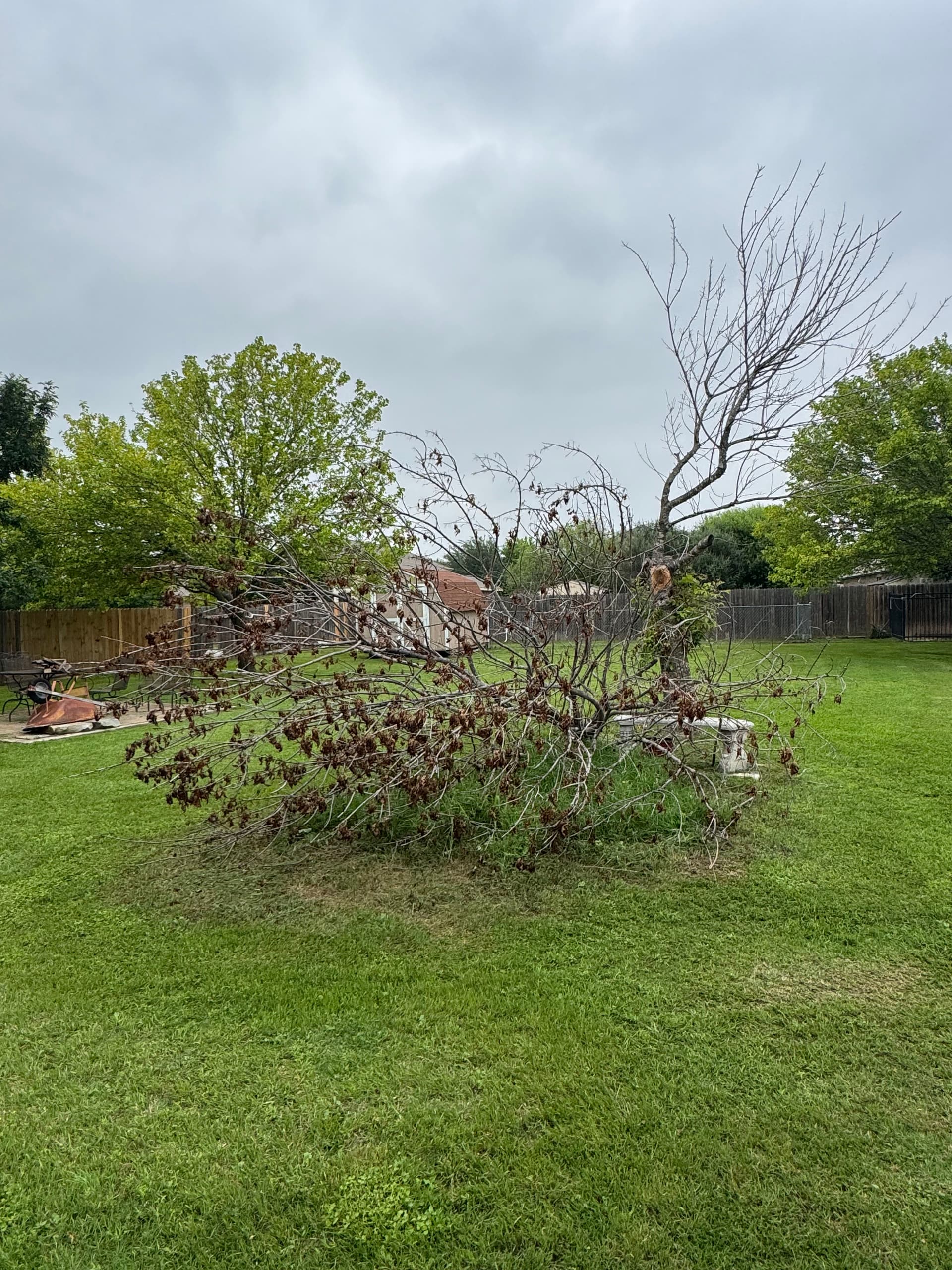 Gallery photos for Bed Refresh, Tree Trimming, and Fallen Branch Removal Done Right: Image #4