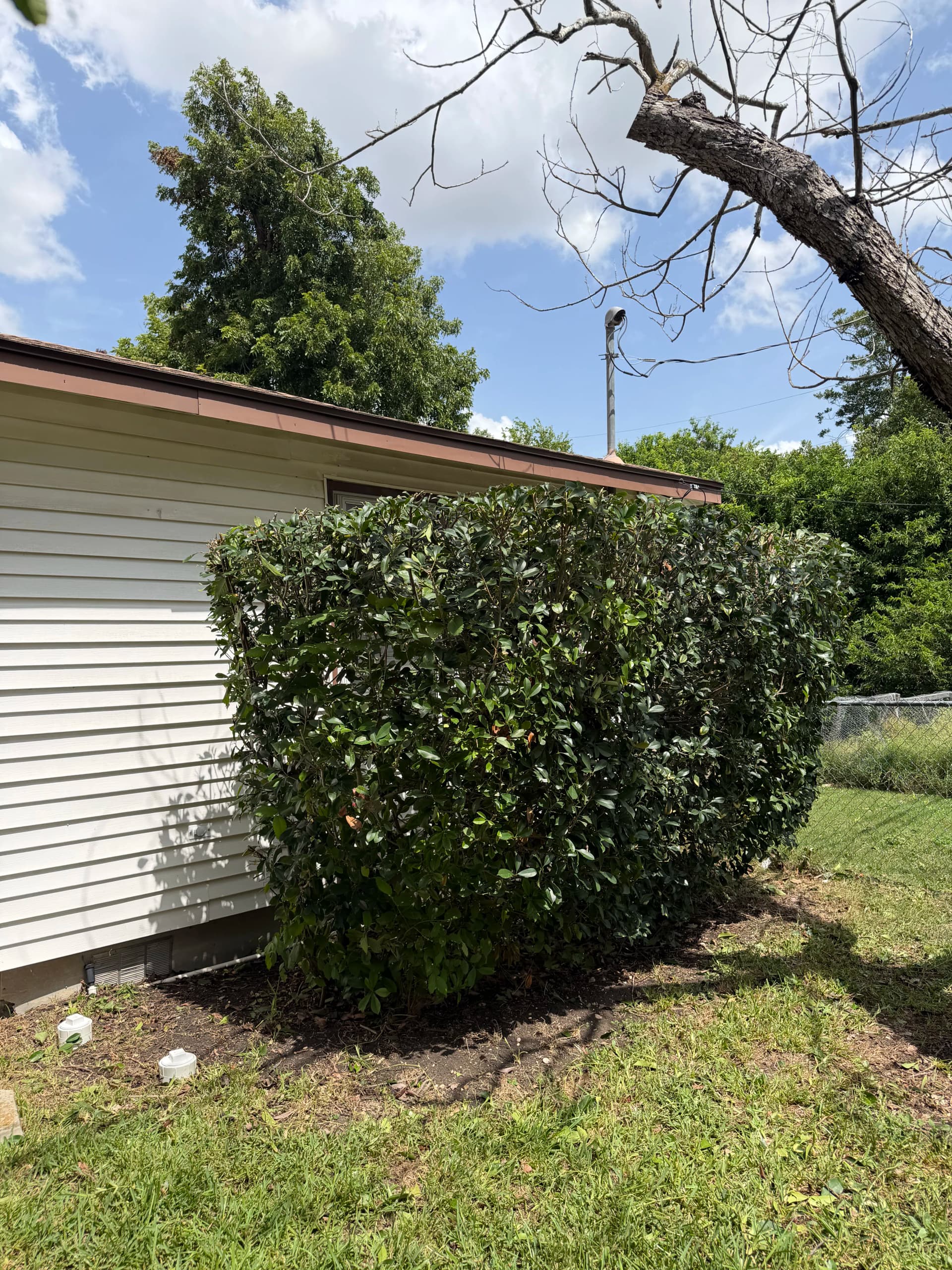 Gallery photos for Overgrown Shrubs Cut Back to Clean and Sharp: Image #1