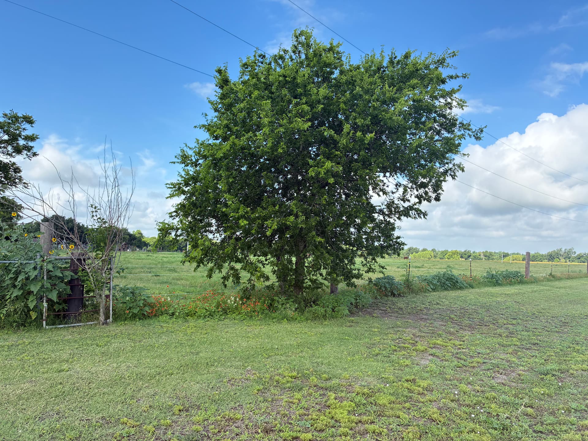 Gallery photos for Tree Trimming, Weed Removal, and Fresh Mulch Beds Done Right: Image #5
