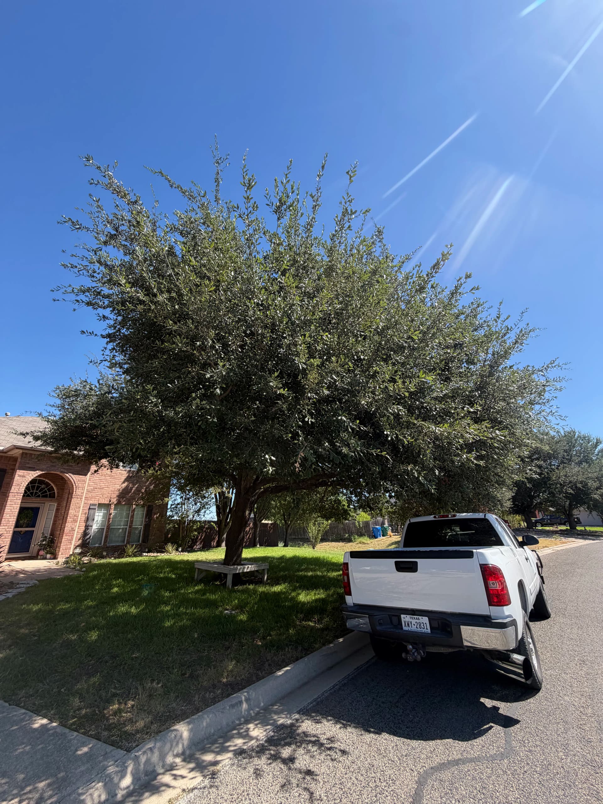 Two Oak Trees Trimmed and Cleaned Up Right image