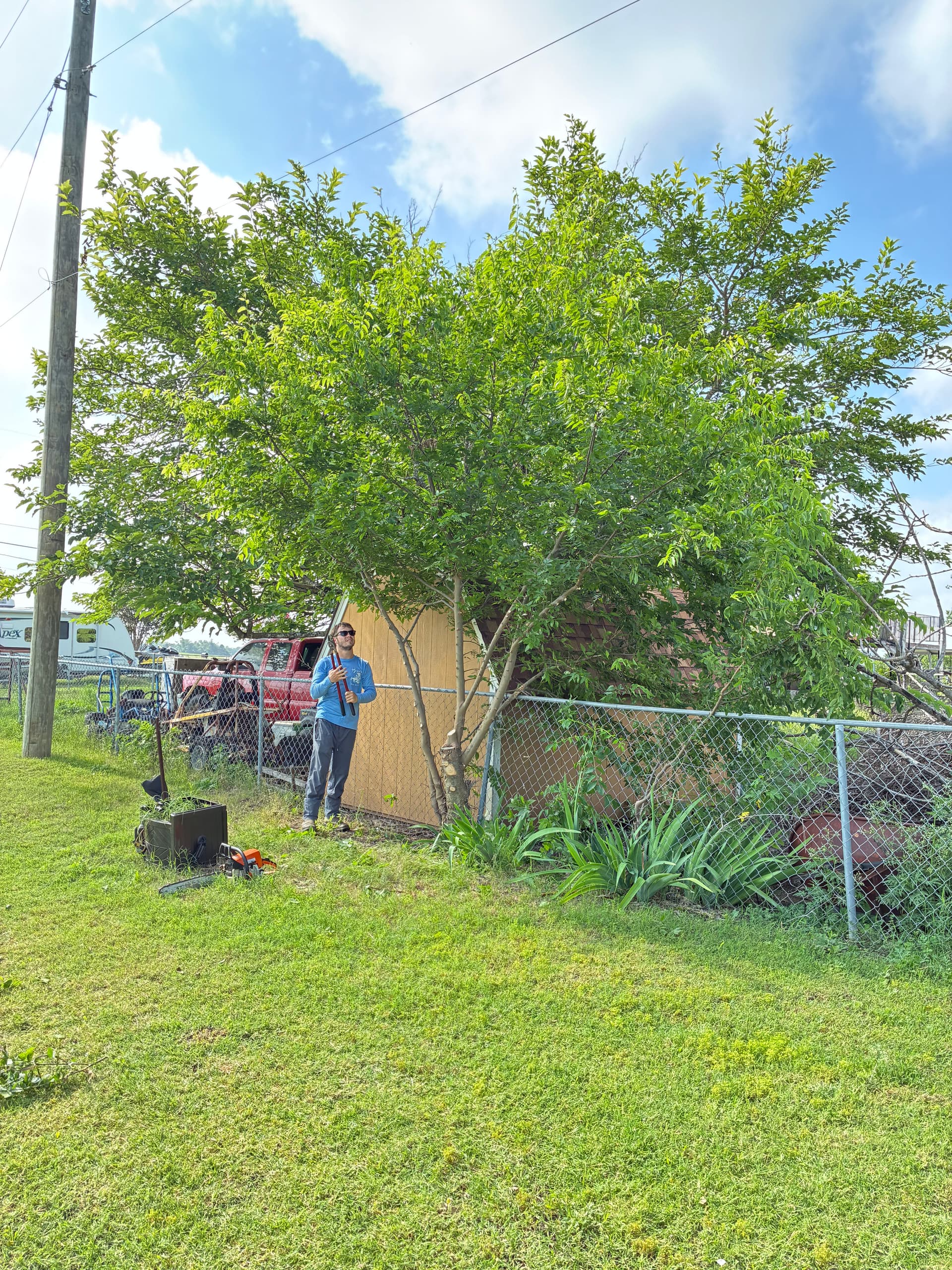 Gallery photos for Tree Trimming, Weed Removal, and Fresh Mulch Beds Done Right: Image #2