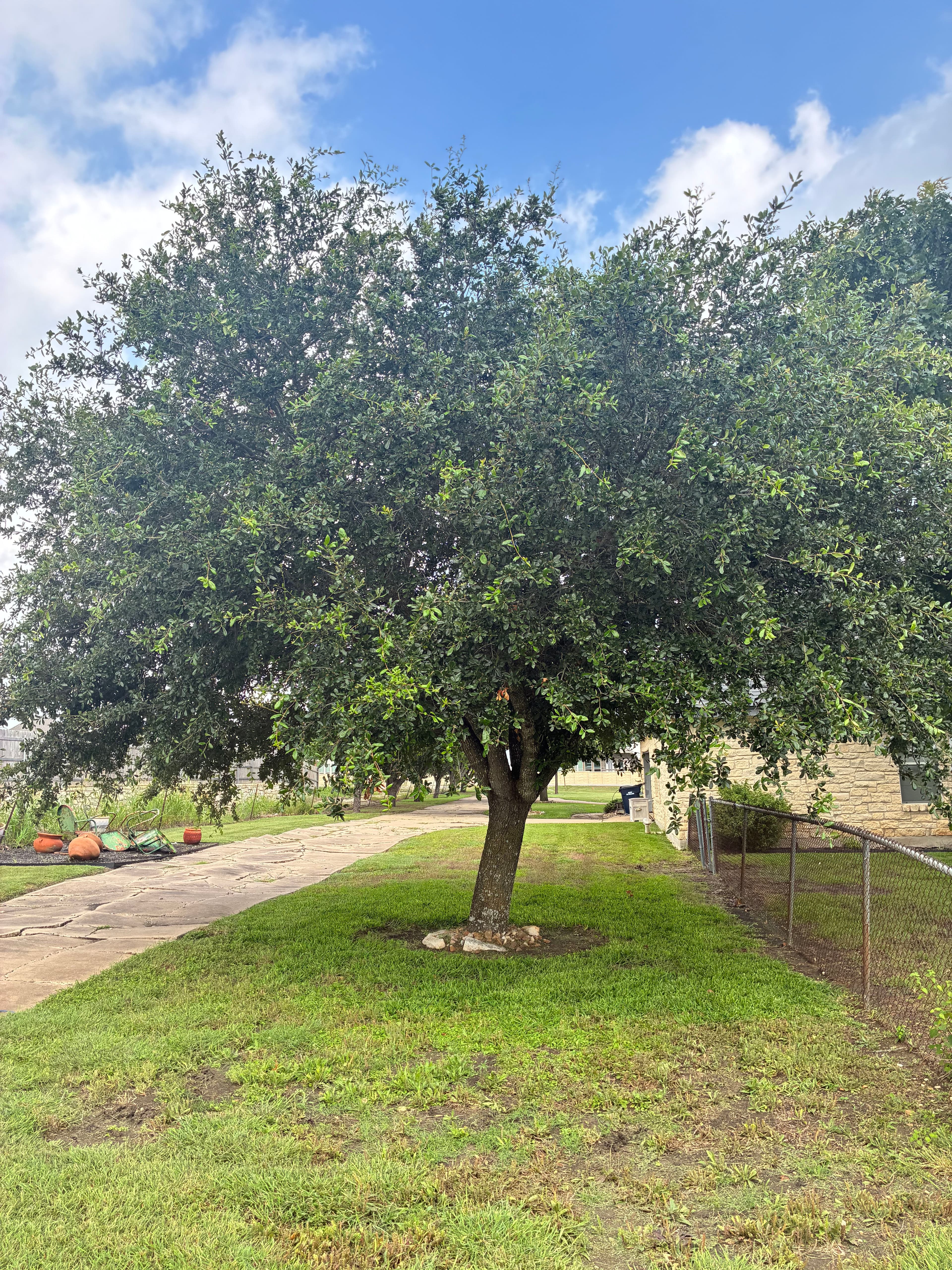 Project 40-Tree Trimming Job in Pflugerville Done Right image