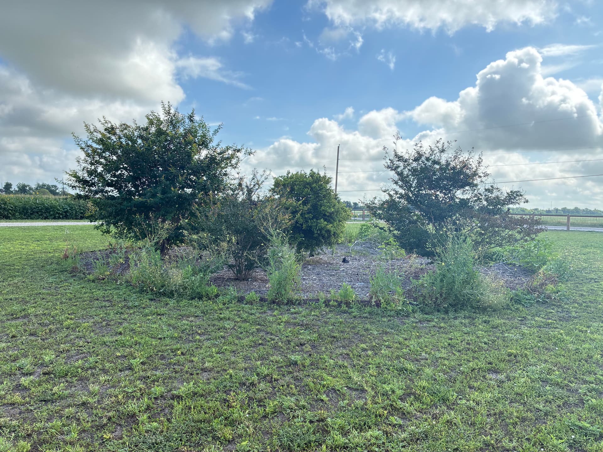 Gallery photos for Tree Trimming, Weed Removal, and Fresh Mulch Beds Done Right: Image #1