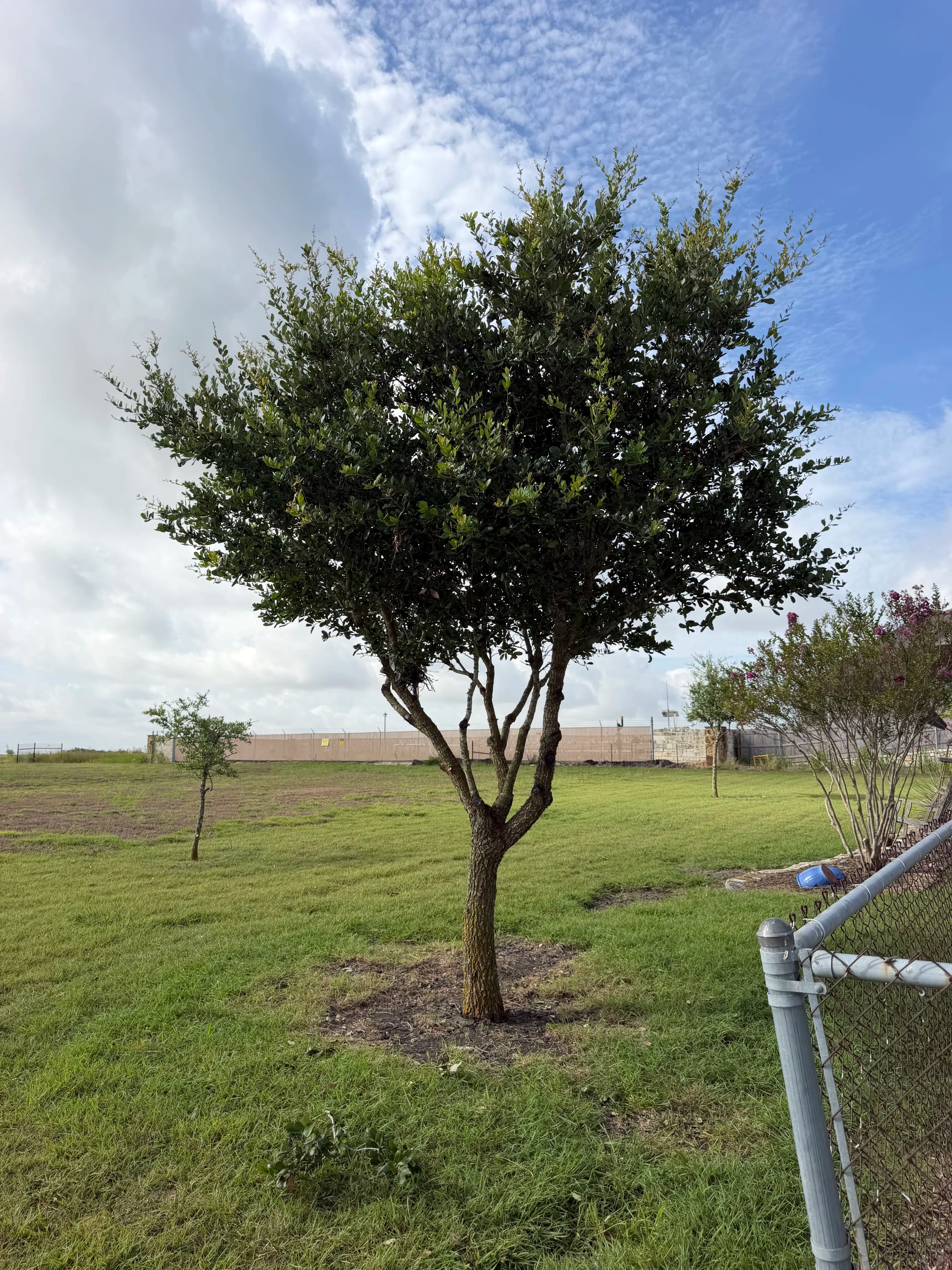 Project Clean Tree Trimming Work That Actually Shows Results image