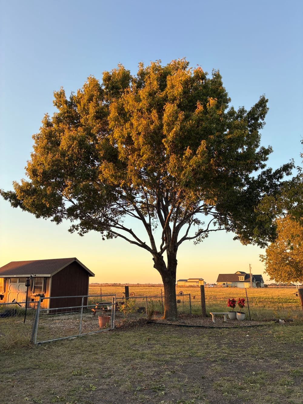 Gallery photos for Tree Trimming Success in Taylor TX: Image #2