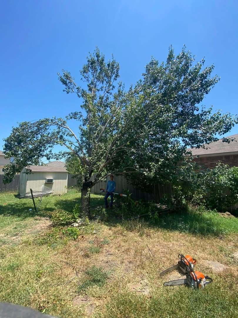 Gallery photos for Storm Cleanup and Tree Trimming Done Right: Image #2