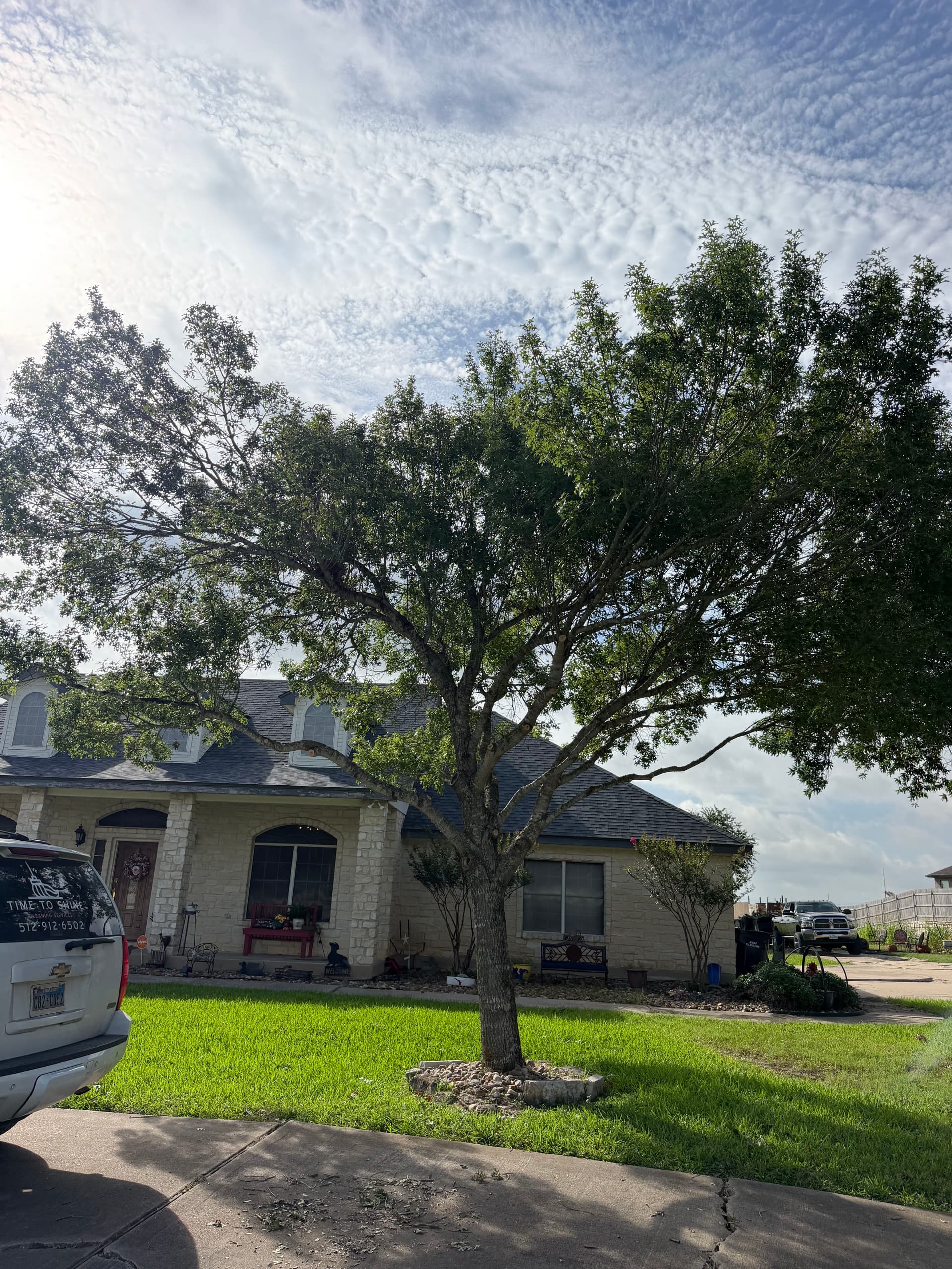 Gallery photos for Tree Trimming and Canopy Lifting That Actually Makes a Difference: Image #3