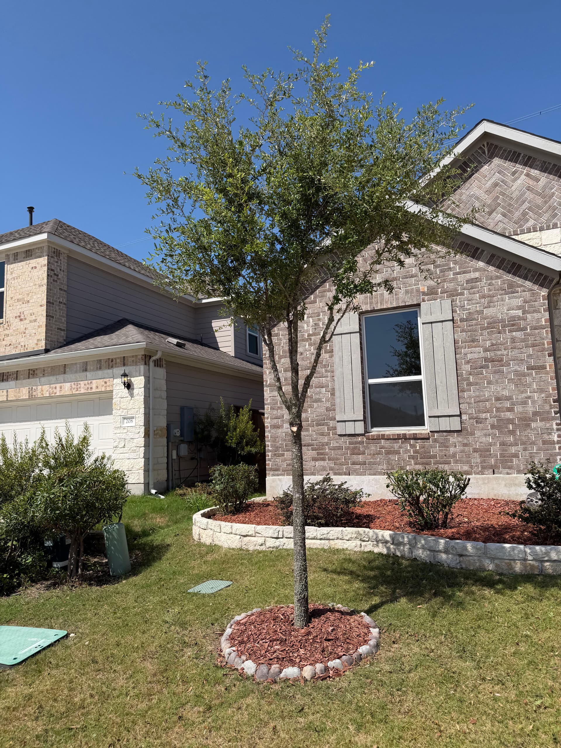 Gallery photos for Front Yard Bush and Tree Trimming at a Recurring Property: Image #3