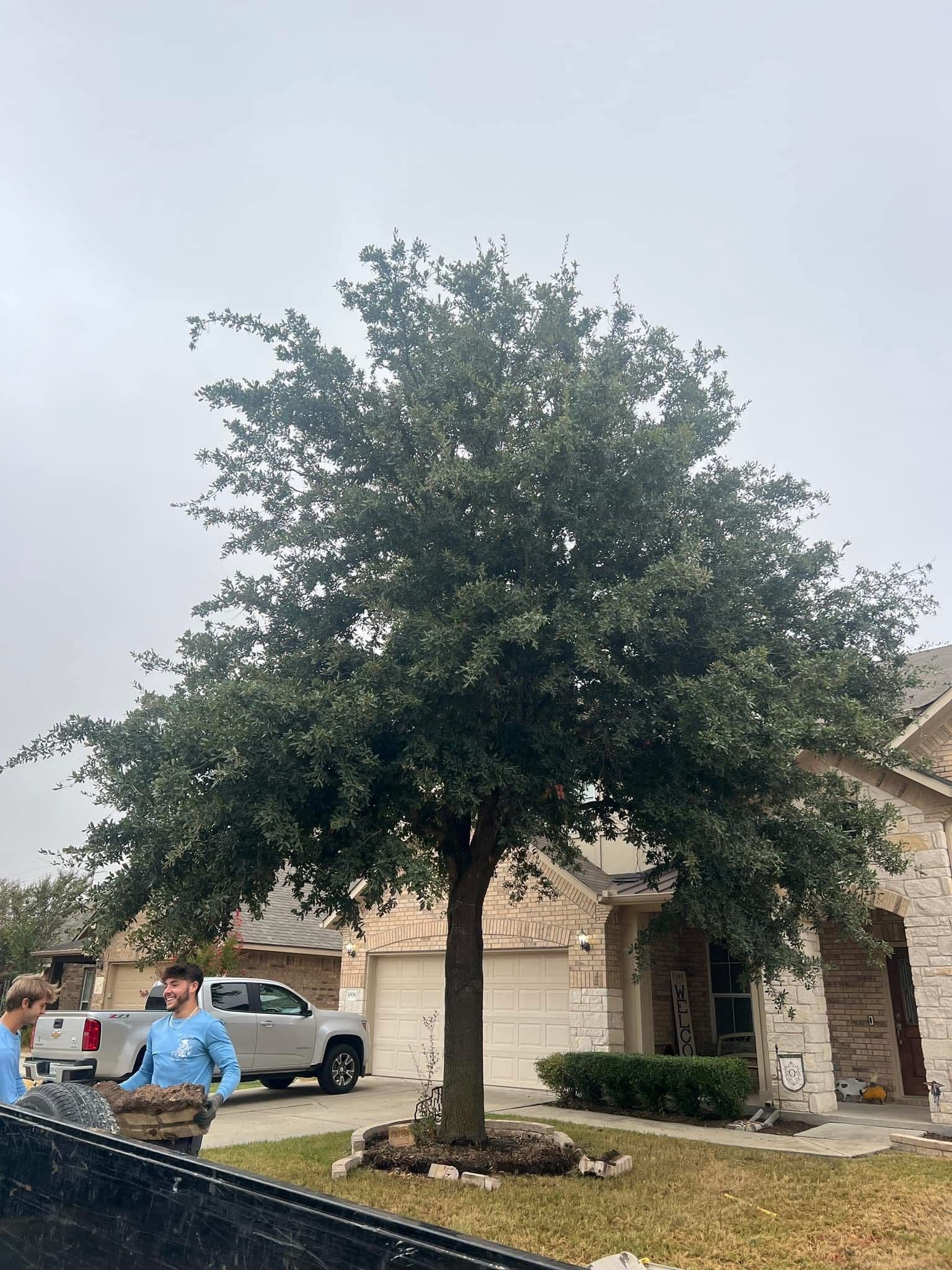 Gallery photos for Storm Cleanup and Tree Trimming Done Right: Image #6