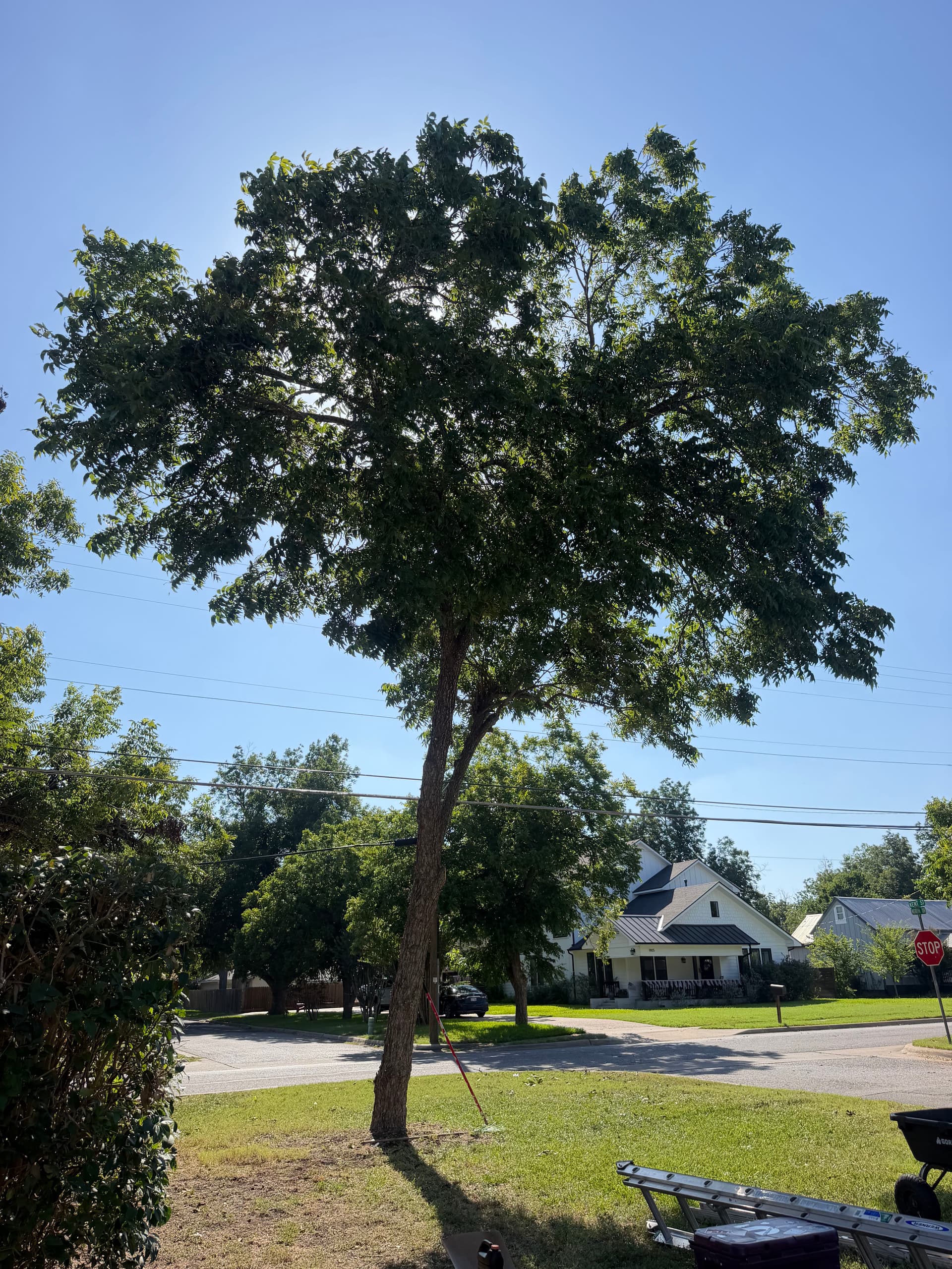 Gallery photos for Tree Removal and Pecan Tree Cleanup Done Right: Image #3