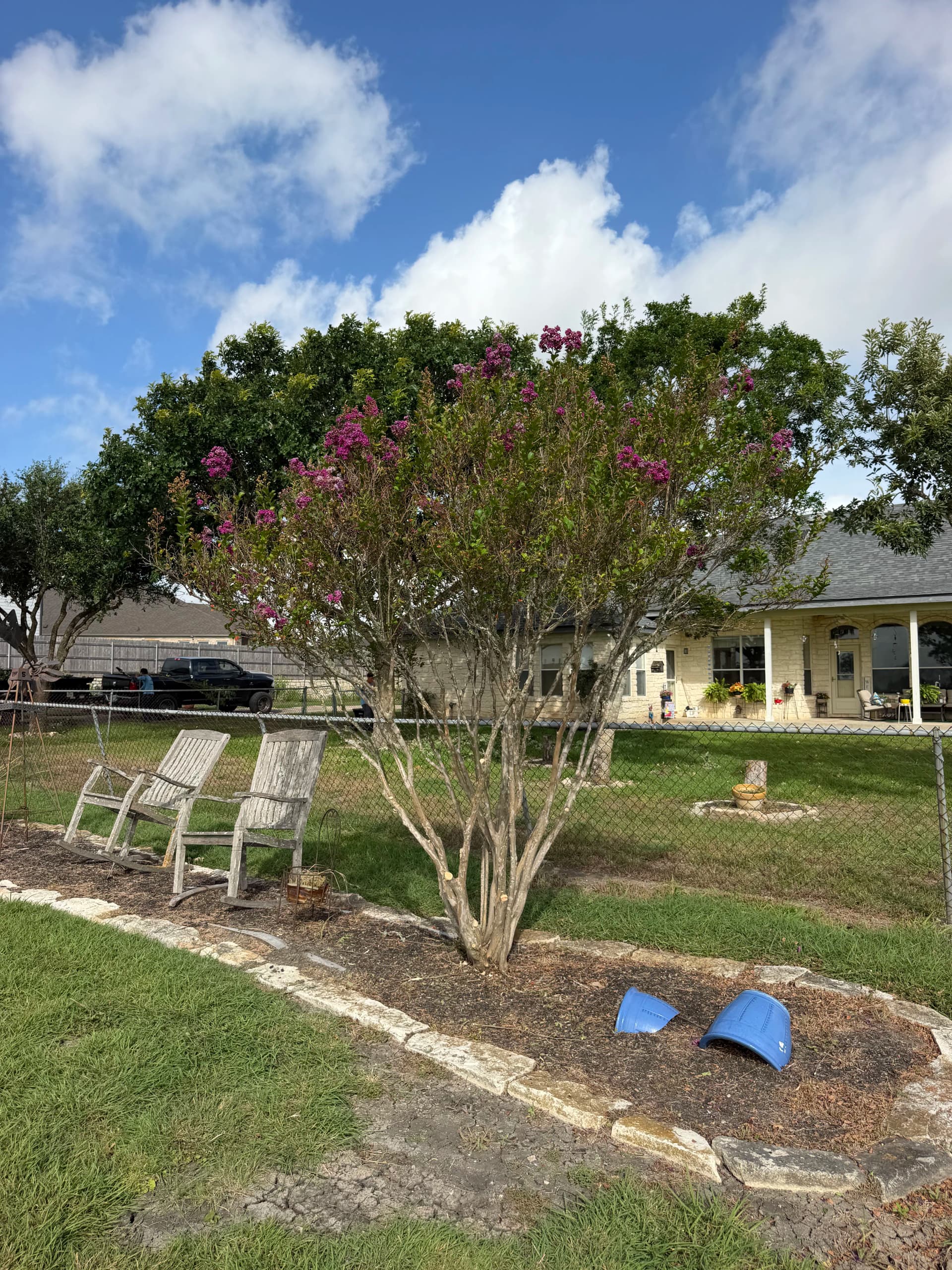 Gallery photos for Clean Tree Trimming Work That Actually Shows Results: Image #1
