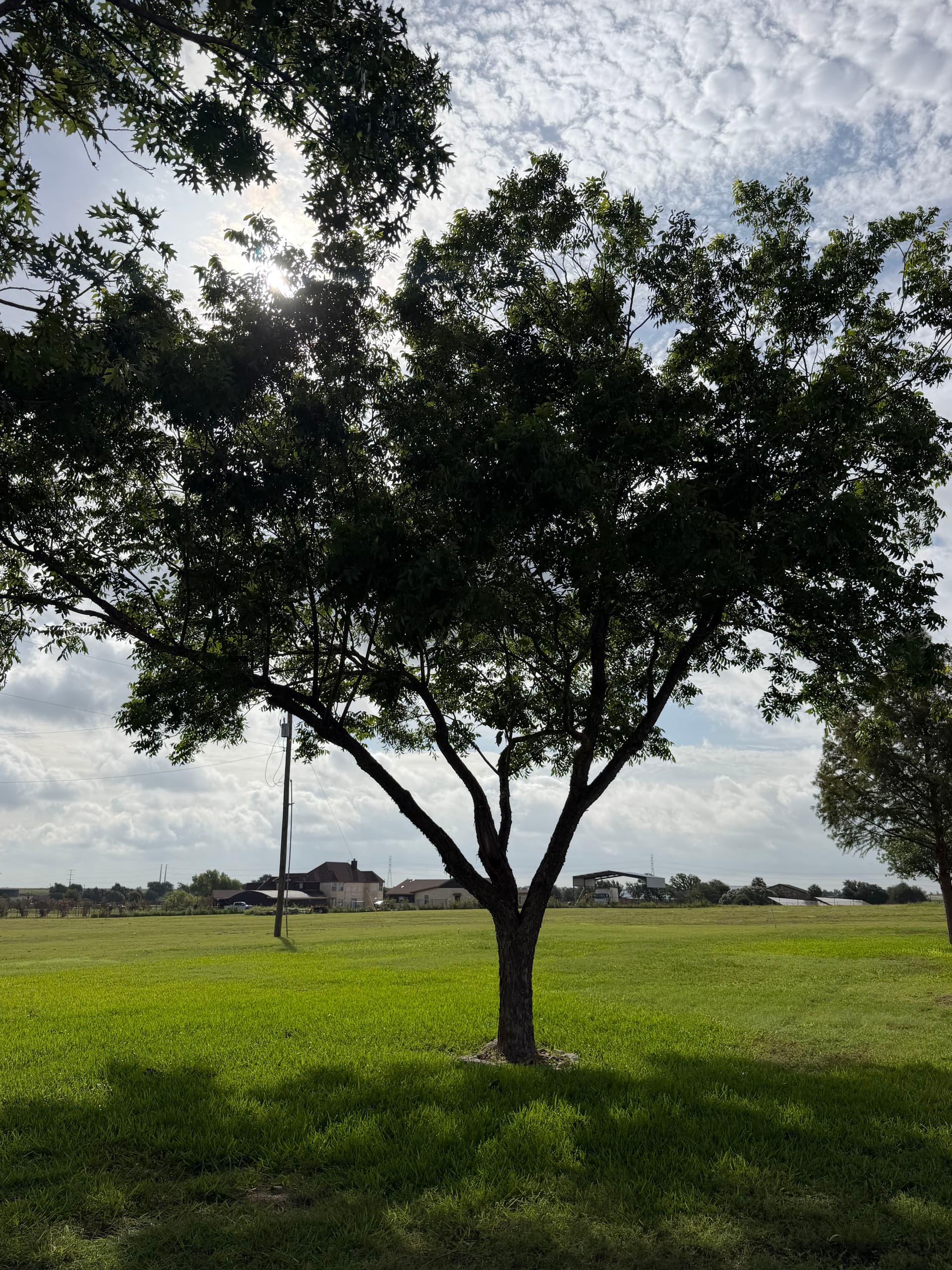 Gallery photos for Tree Trimming and Canopy Lifting That Actually Makes a Difference: Image #1