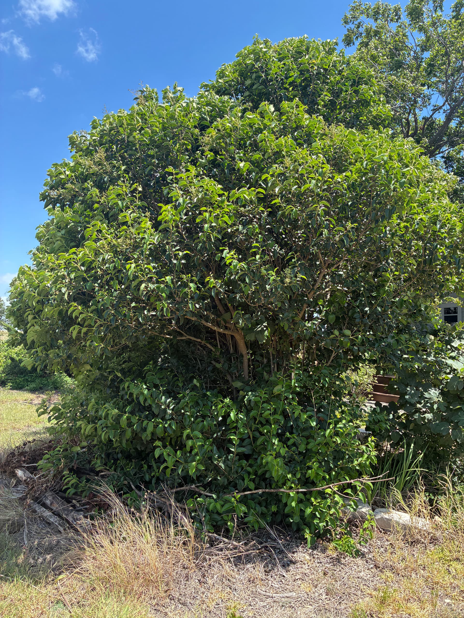 Gallery photos for Brush Cleanup and Tree Trimming That Actually Makes a Difference: Image #2