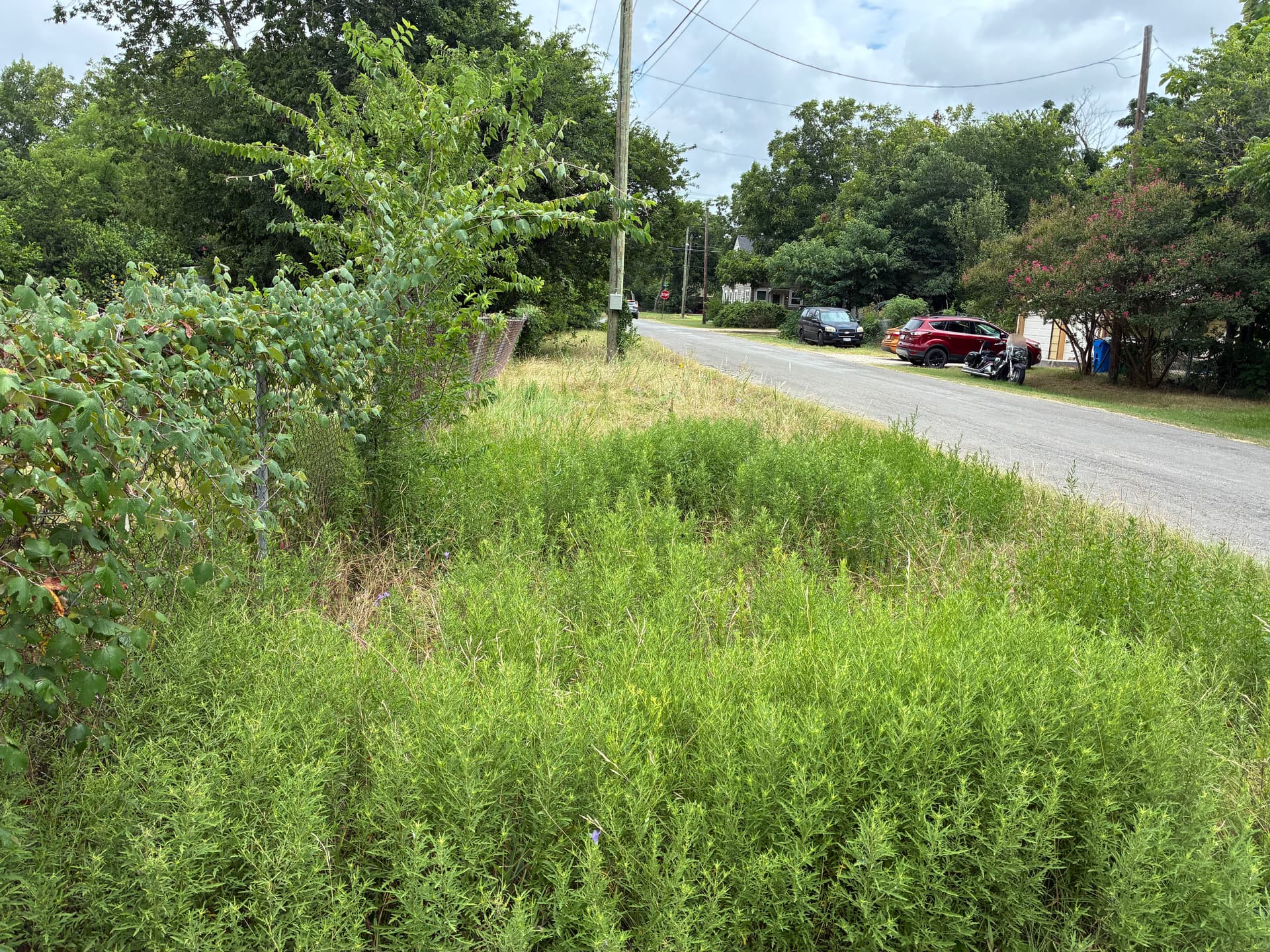 Gallery photos for Overgrown Lot Mowed Down and Cleaned Up: Image #2