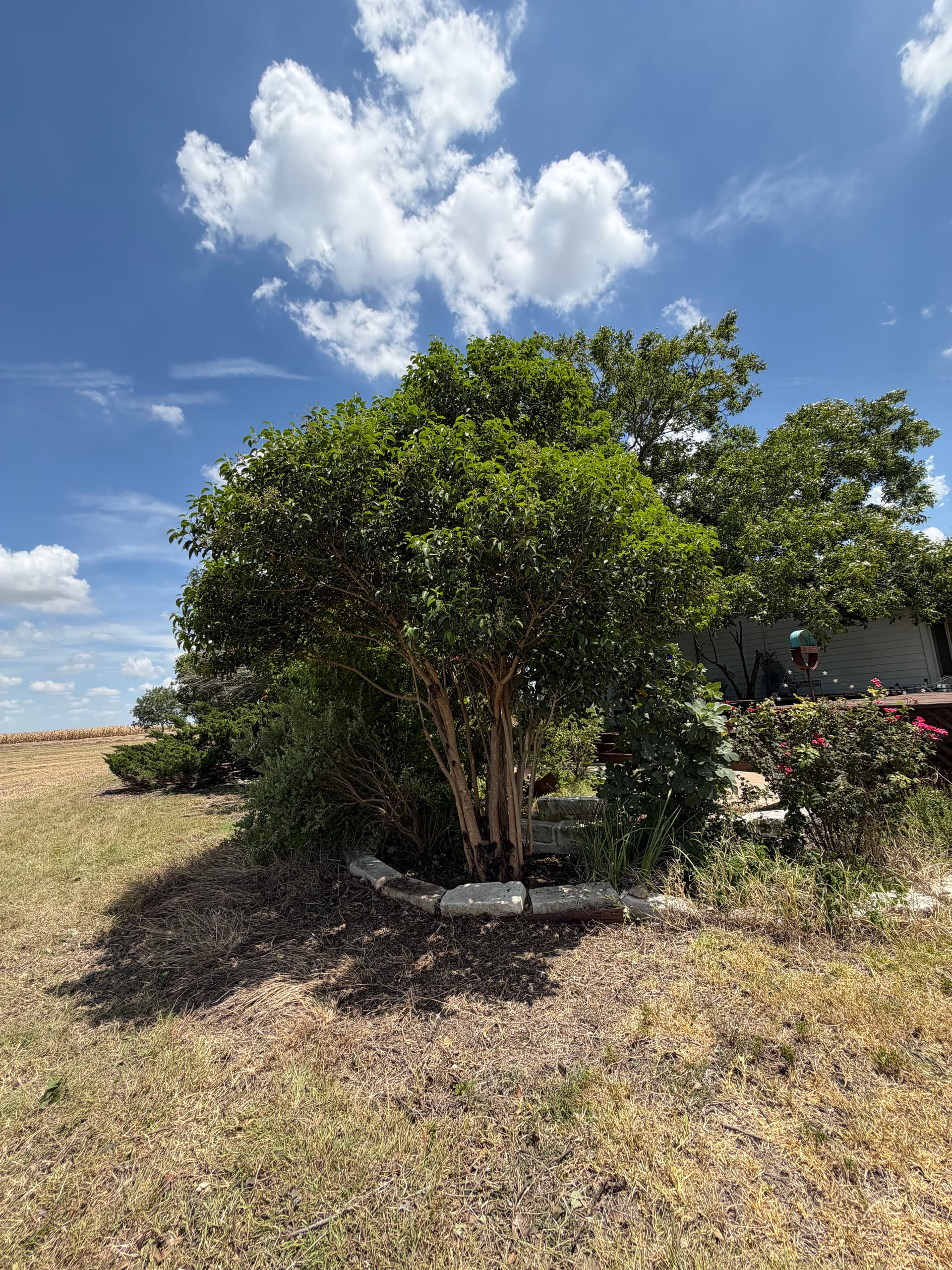 Gallery photos for Brush Cleanup and Tree Trimming That Actually Makes a Difference: Image #3