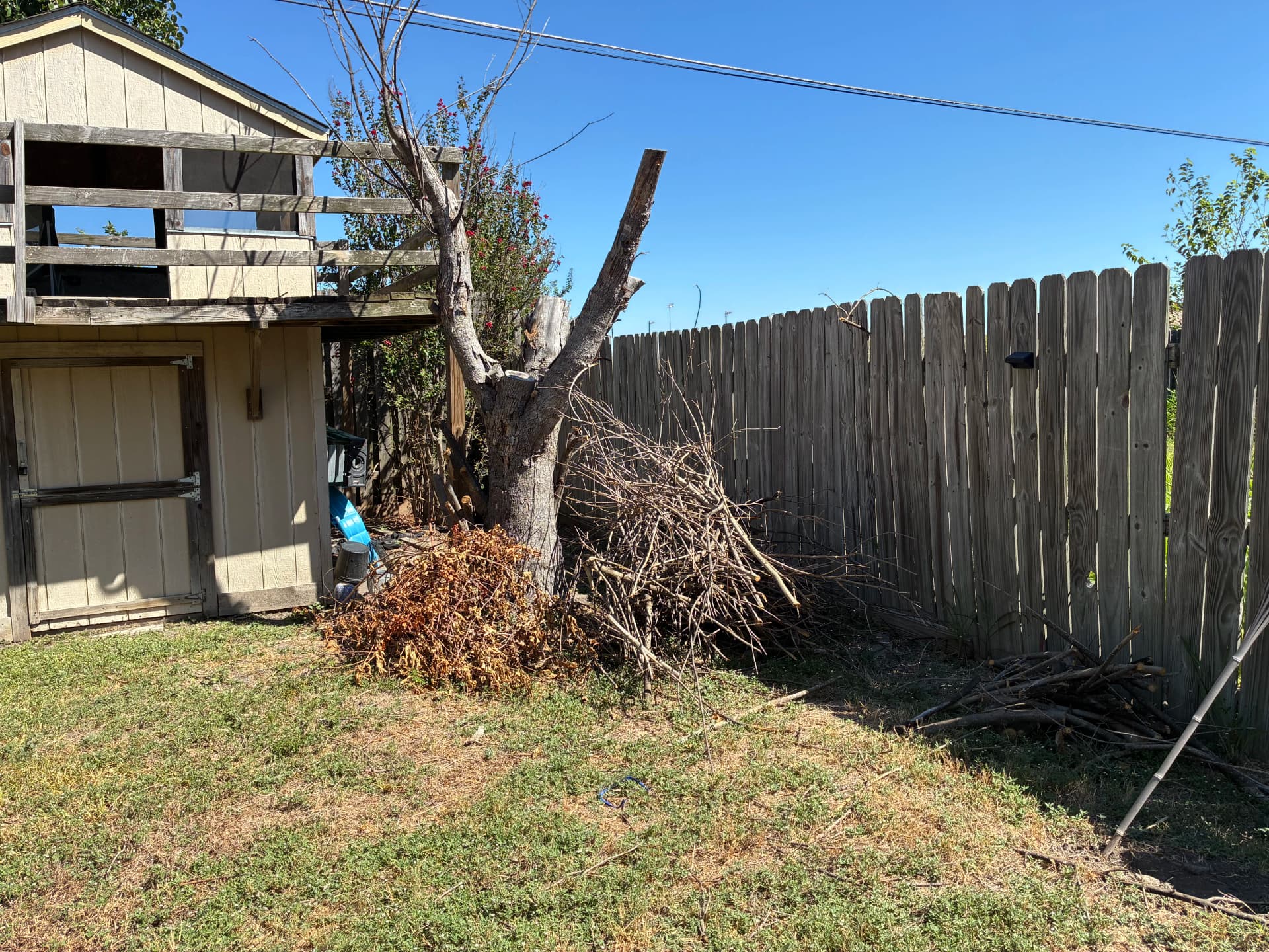 Gallery photos for 2 Dead Trees Down and the Yard Cleaned Up: Image #2
