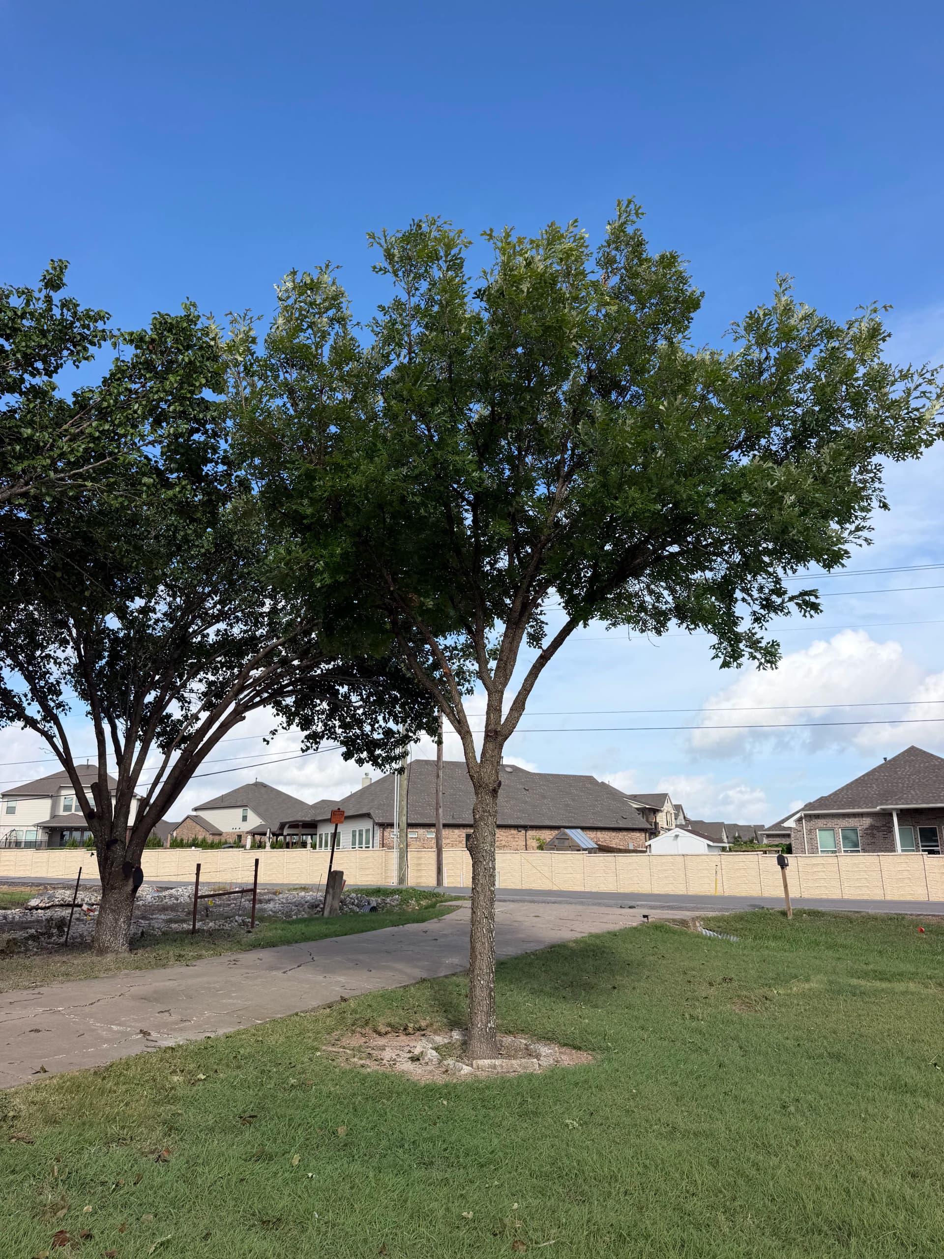 Gallery photos for Clean Tree Trimming Work That Actually Shows Results: Image #4