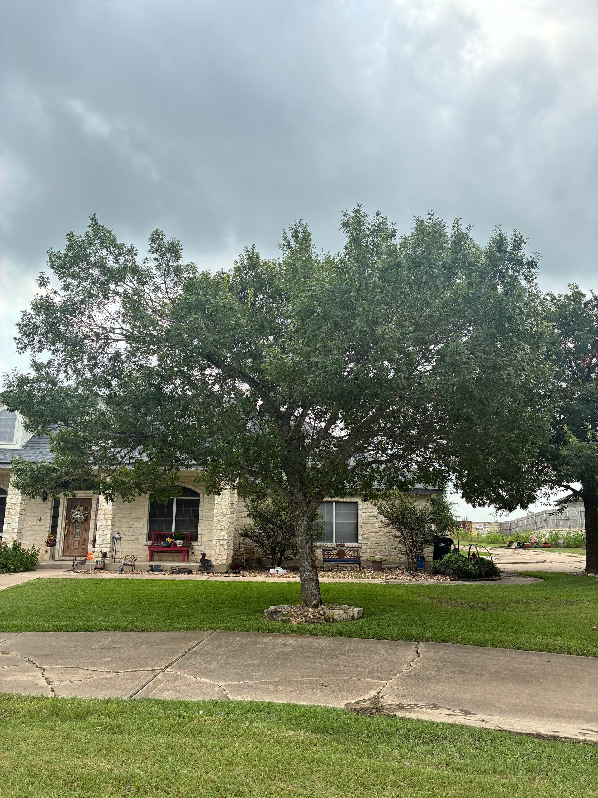 Gallery photos for Tree Trimming and Canopy Lifting That Actually Makes a Difference: Image #2