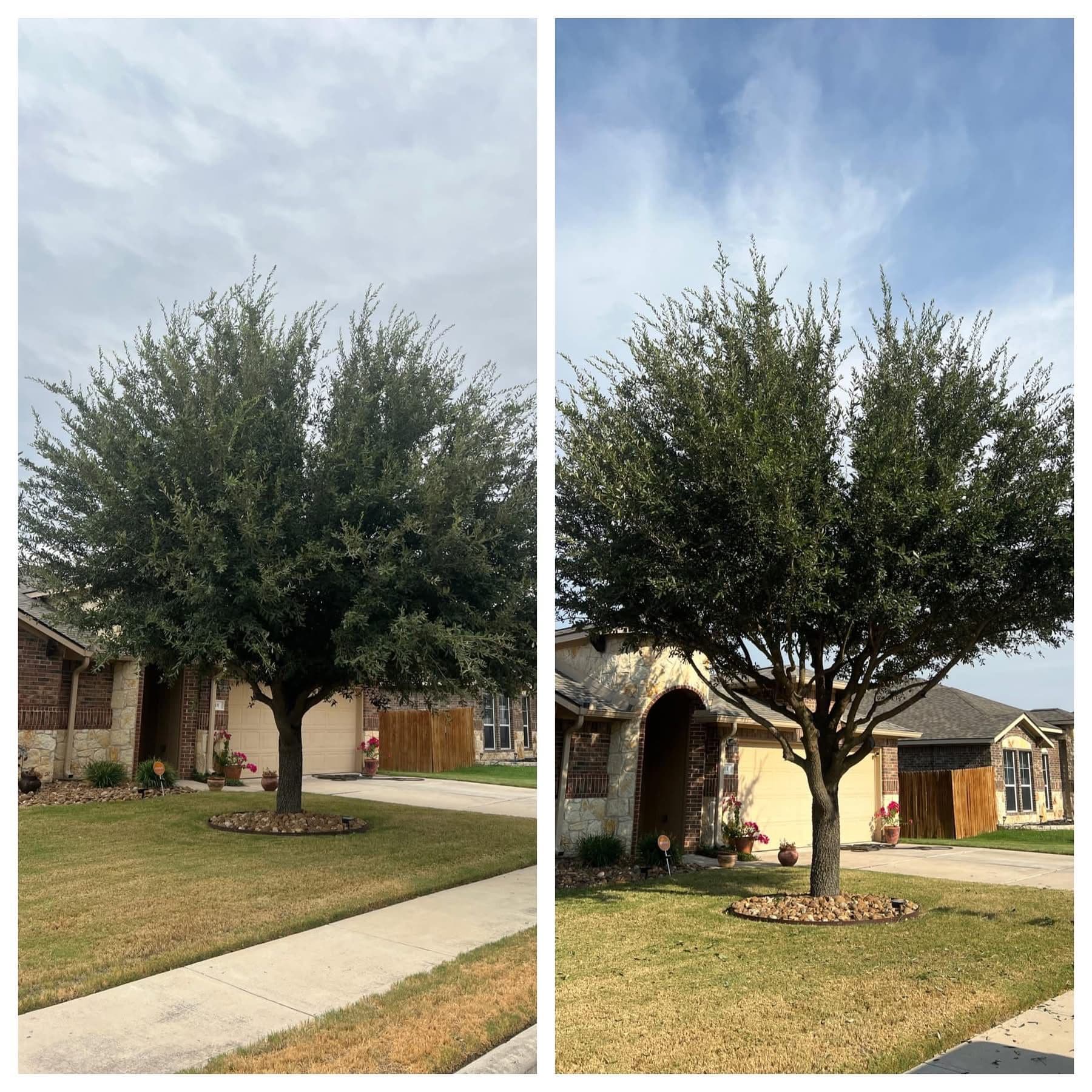 Gallery photos for Storm Cleanup and Tree Trimming Done Right: Image #4