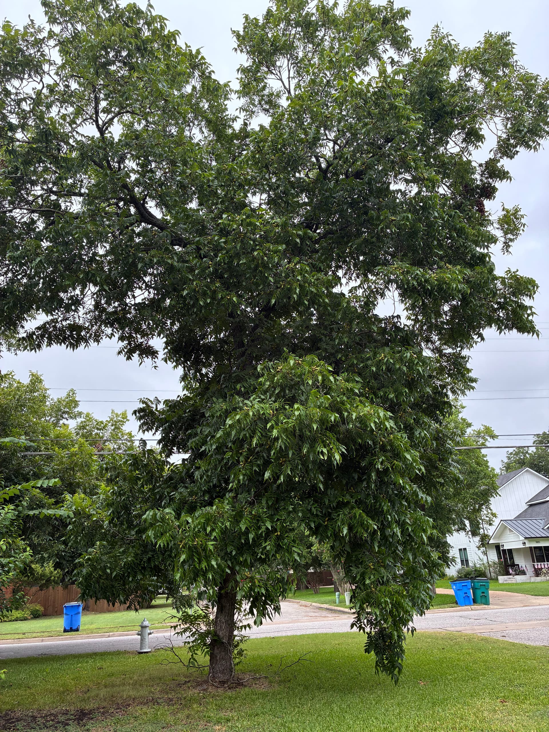 Gallery photos for Tree Removal and Pecan Tree Cleanup Done Right: Image #2