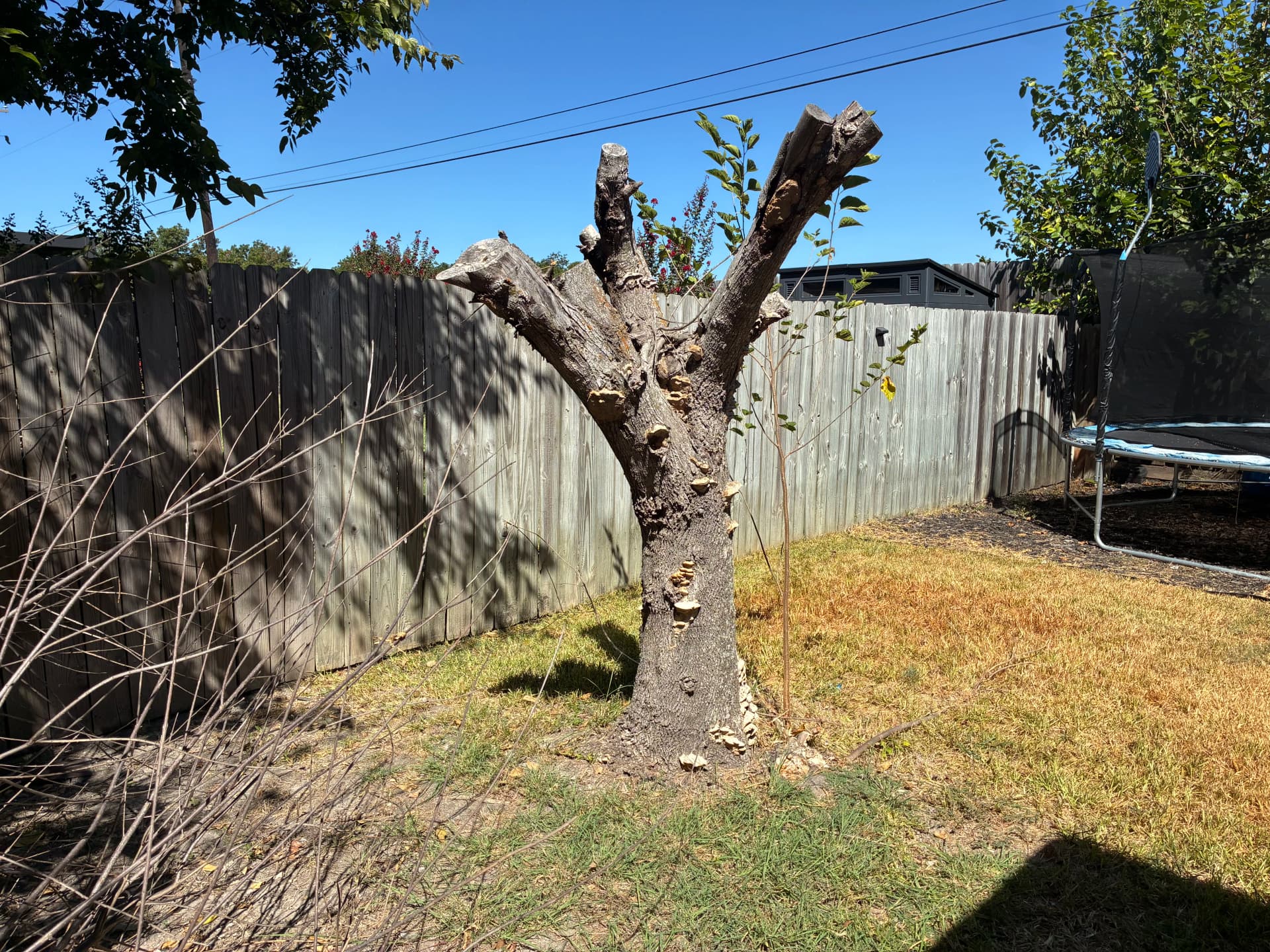 2 Dead Trees Down and the Yard Cleaned Up image