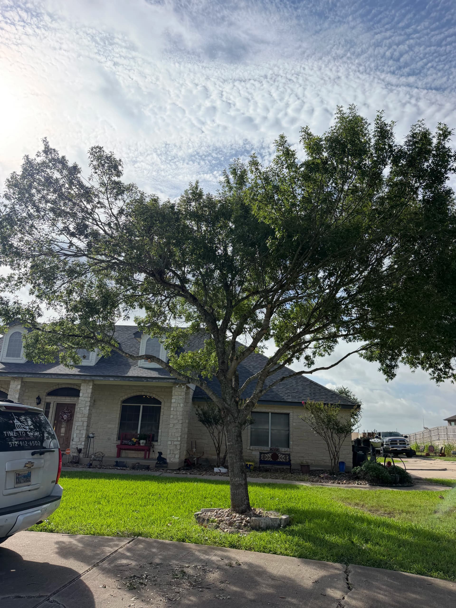 Gallery photos for Clean Tree Trimming Work That Actually Shows Results: Image #3