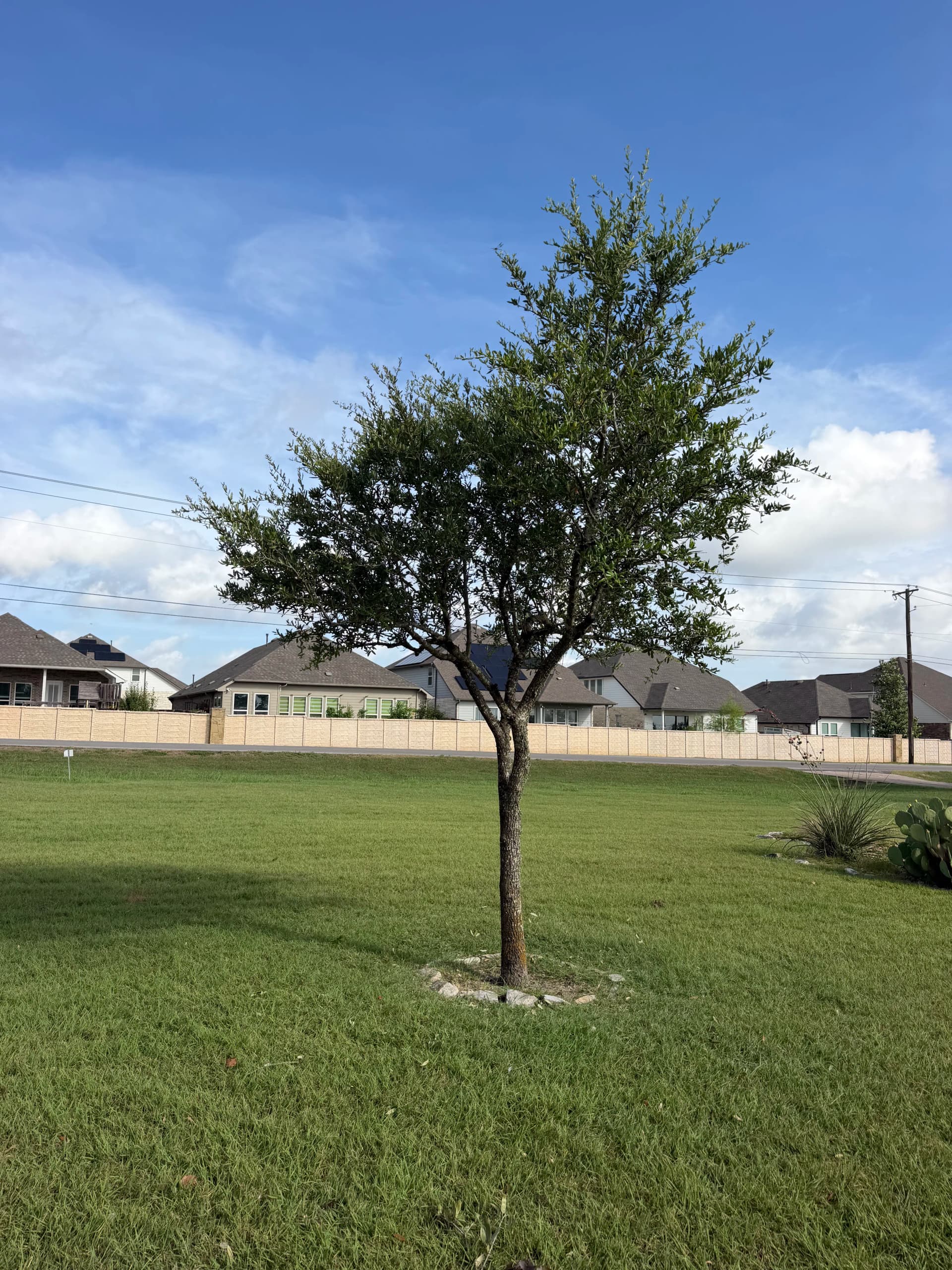 Gallery photos for Clean Tree Trimming Work That Actually Shows Results: Image #2