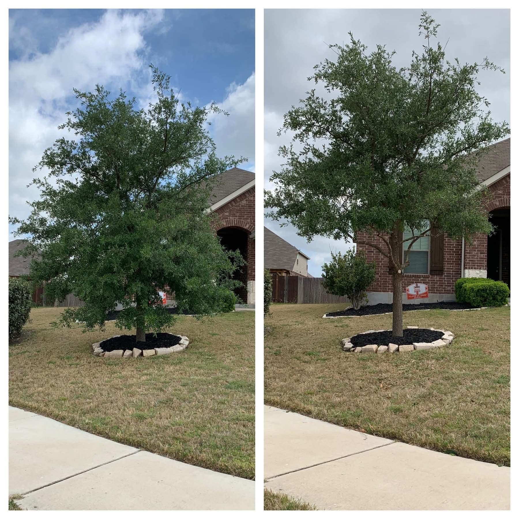 Gallery photos for Storm Cleanup and Tree Trimming Done Right: Image #5