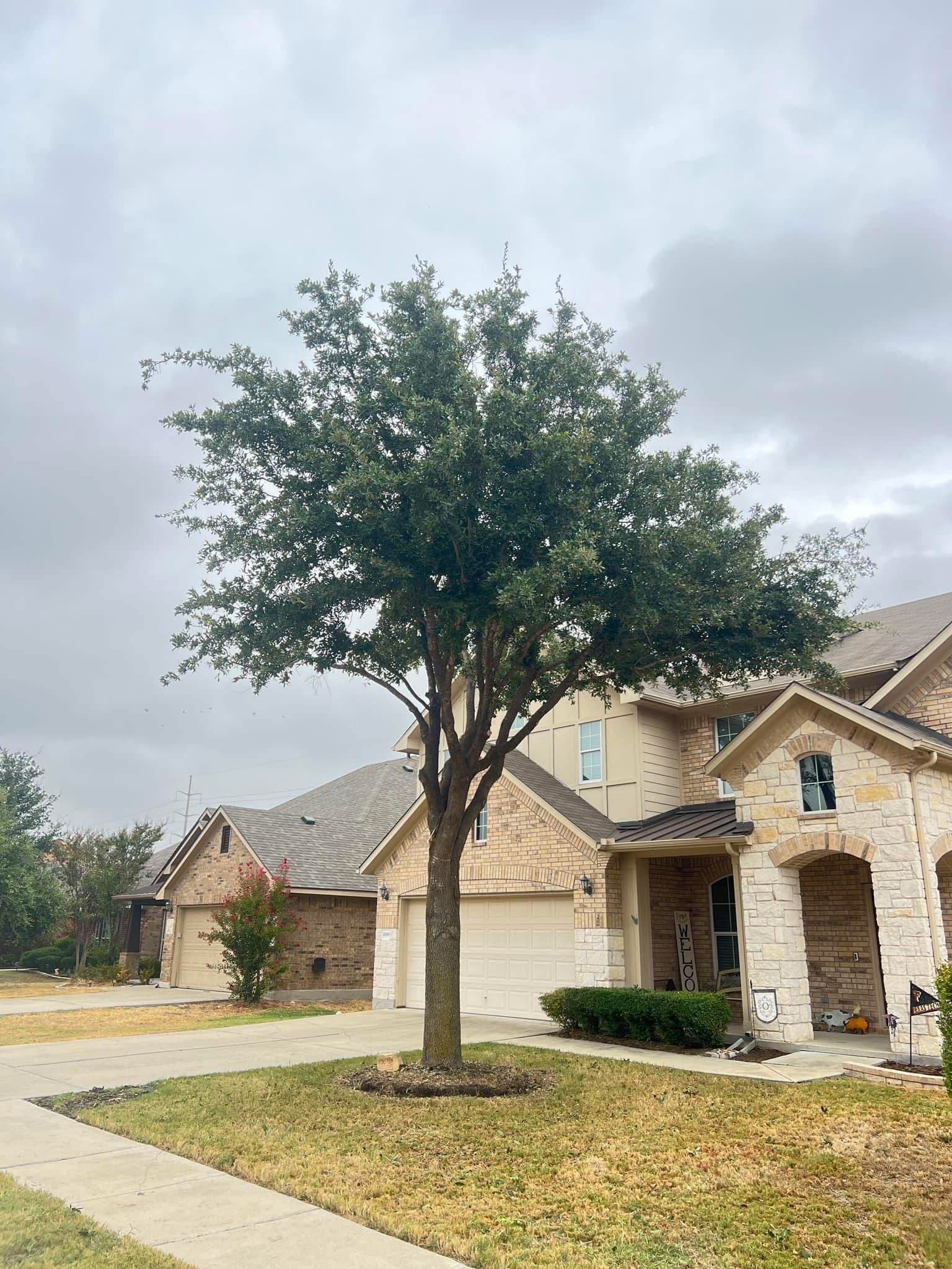 Gallery photos for Storm Cleanup and Tree Trimming Done Right: Image #7