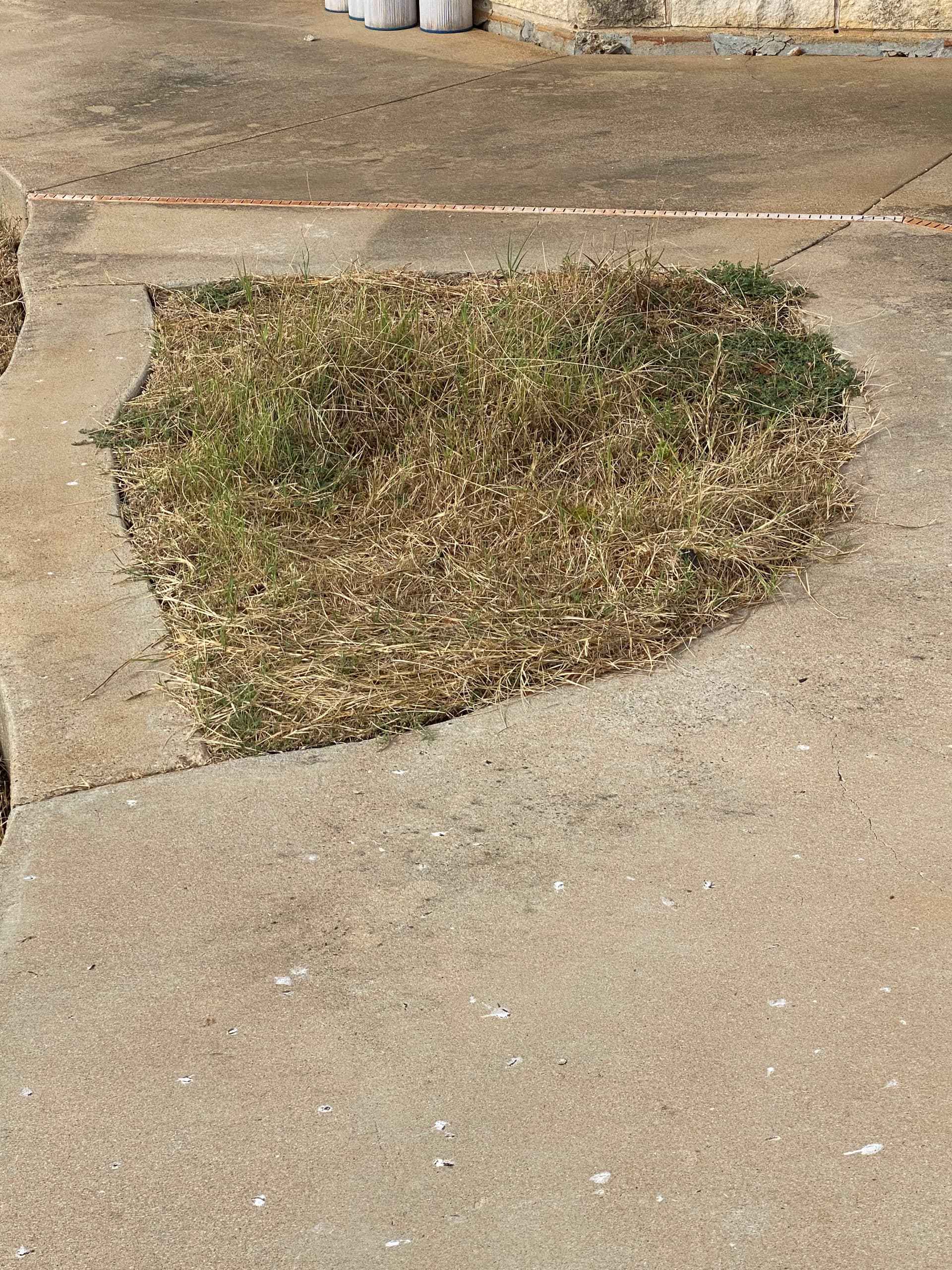 Gallery photos for Overgrown Landscape Beds Turned Into Clean Xeriscape in One Day: Image #4