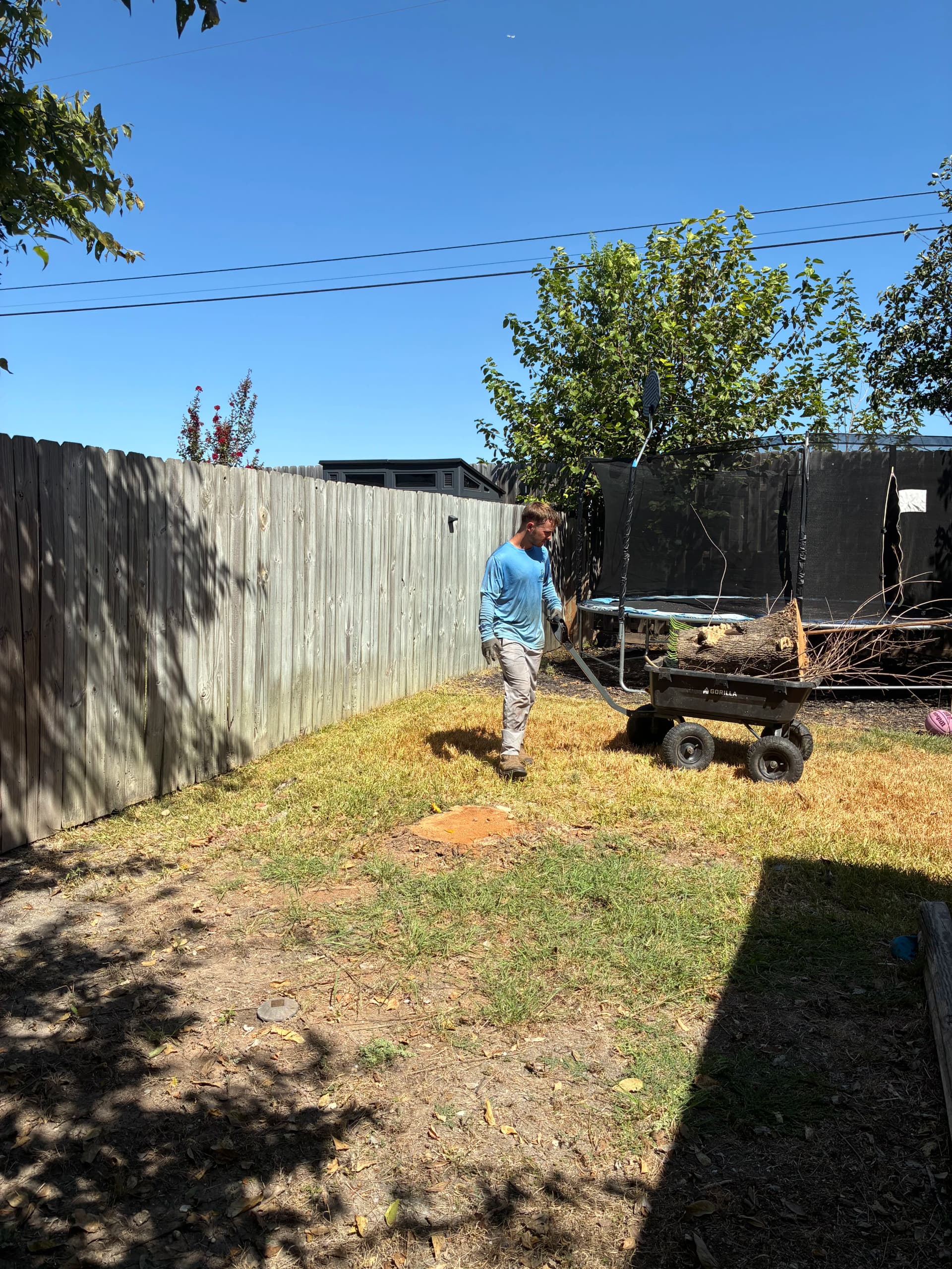 Gallery photos for 2 Dead Trees Down and the Yard Cleaned Up: Image #1