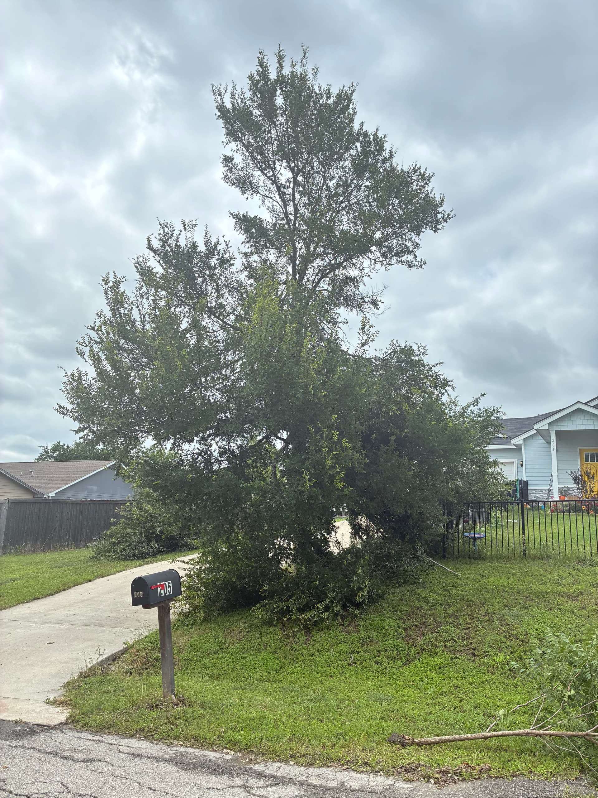 Gallery photos for Storm Cleanup and Tree Trimming Done Right: Image #1
