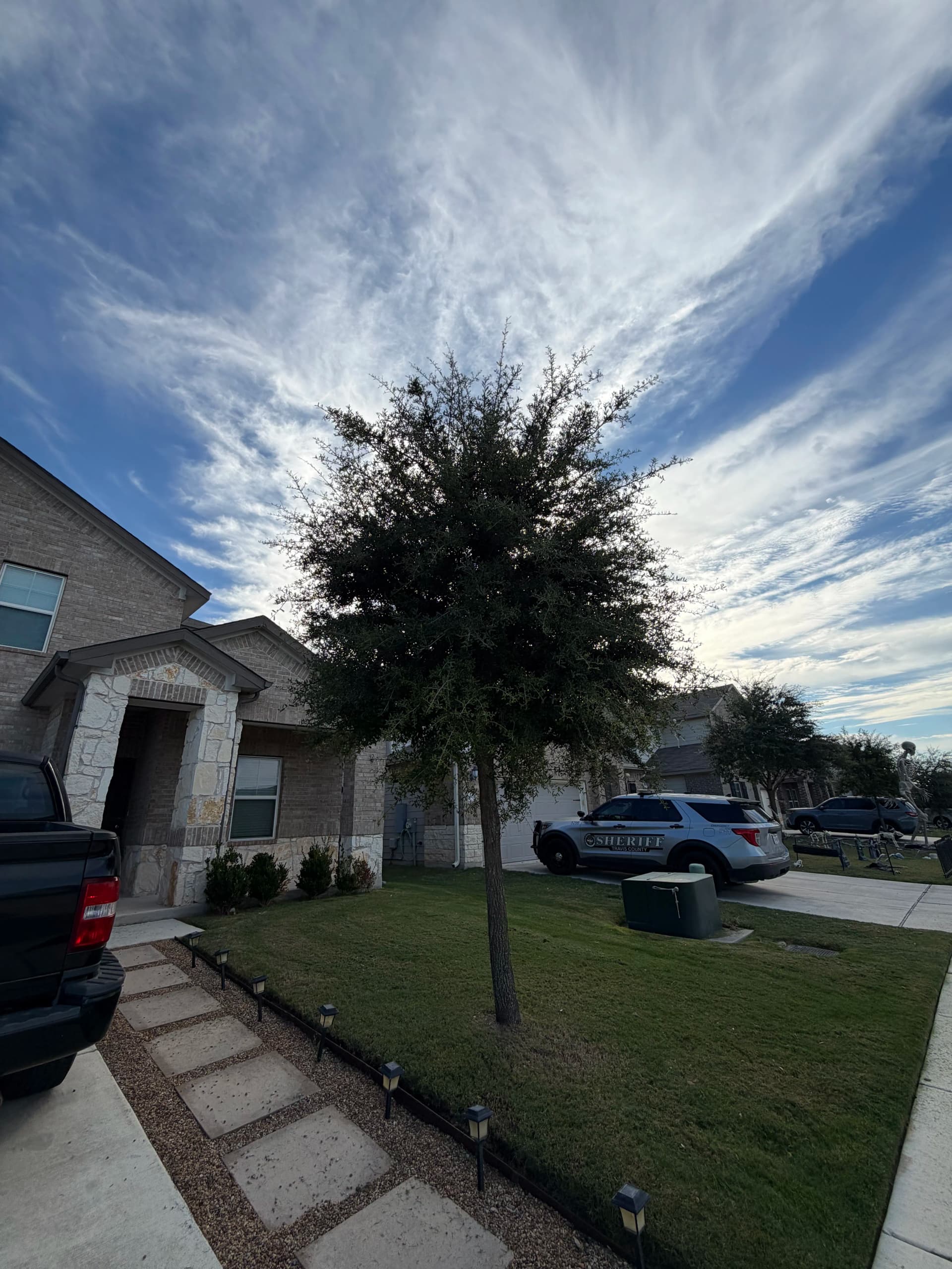Why Trimming Small Trees Now Saves You Big Headaches Later image