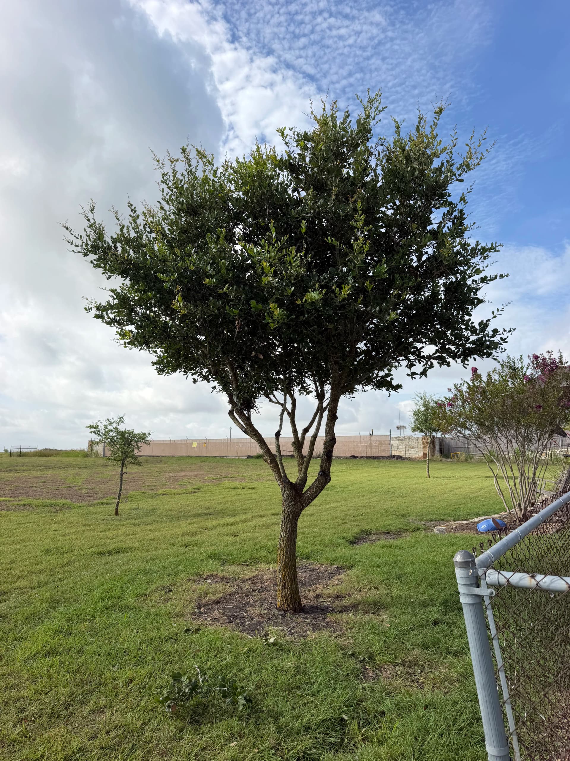 Clean Tree Trimming Work That Actually Shows Results image